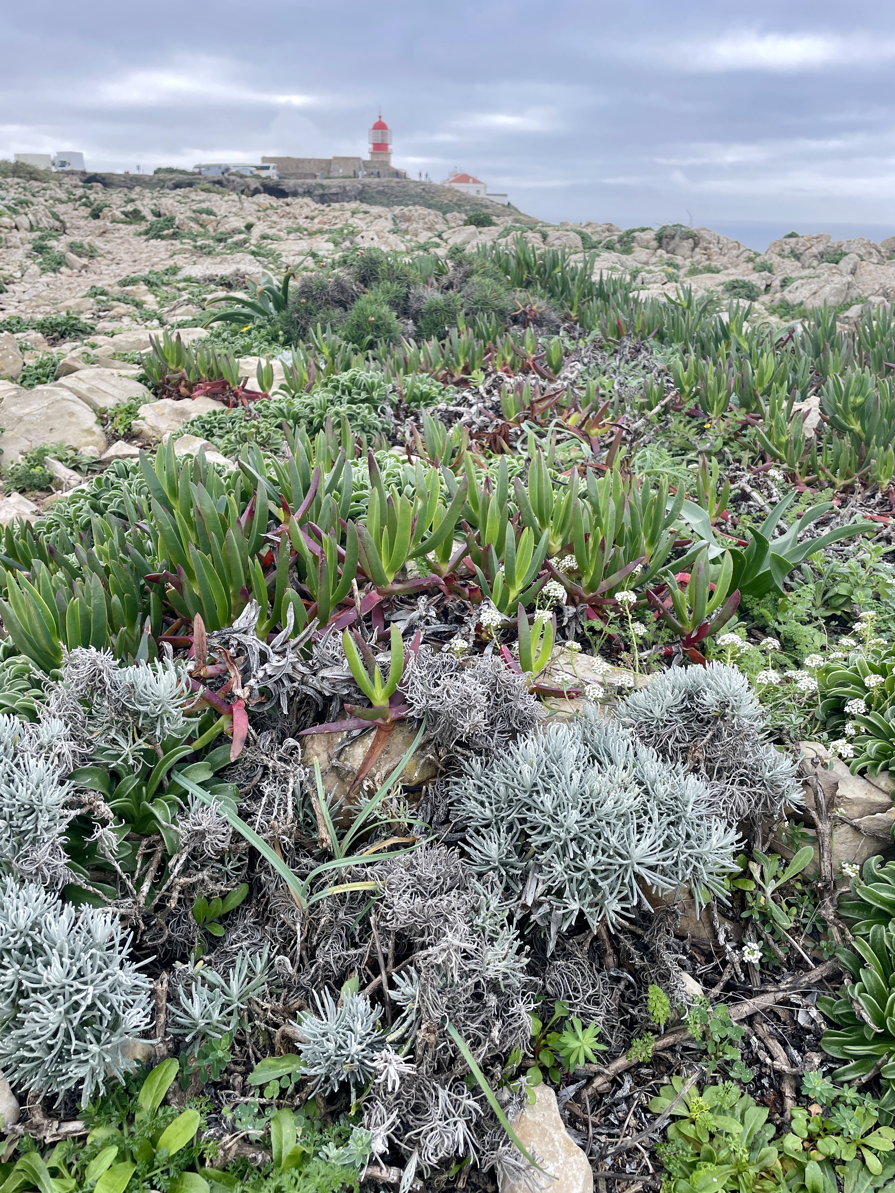Cabo de São Vicente Rocky Headland Terrain