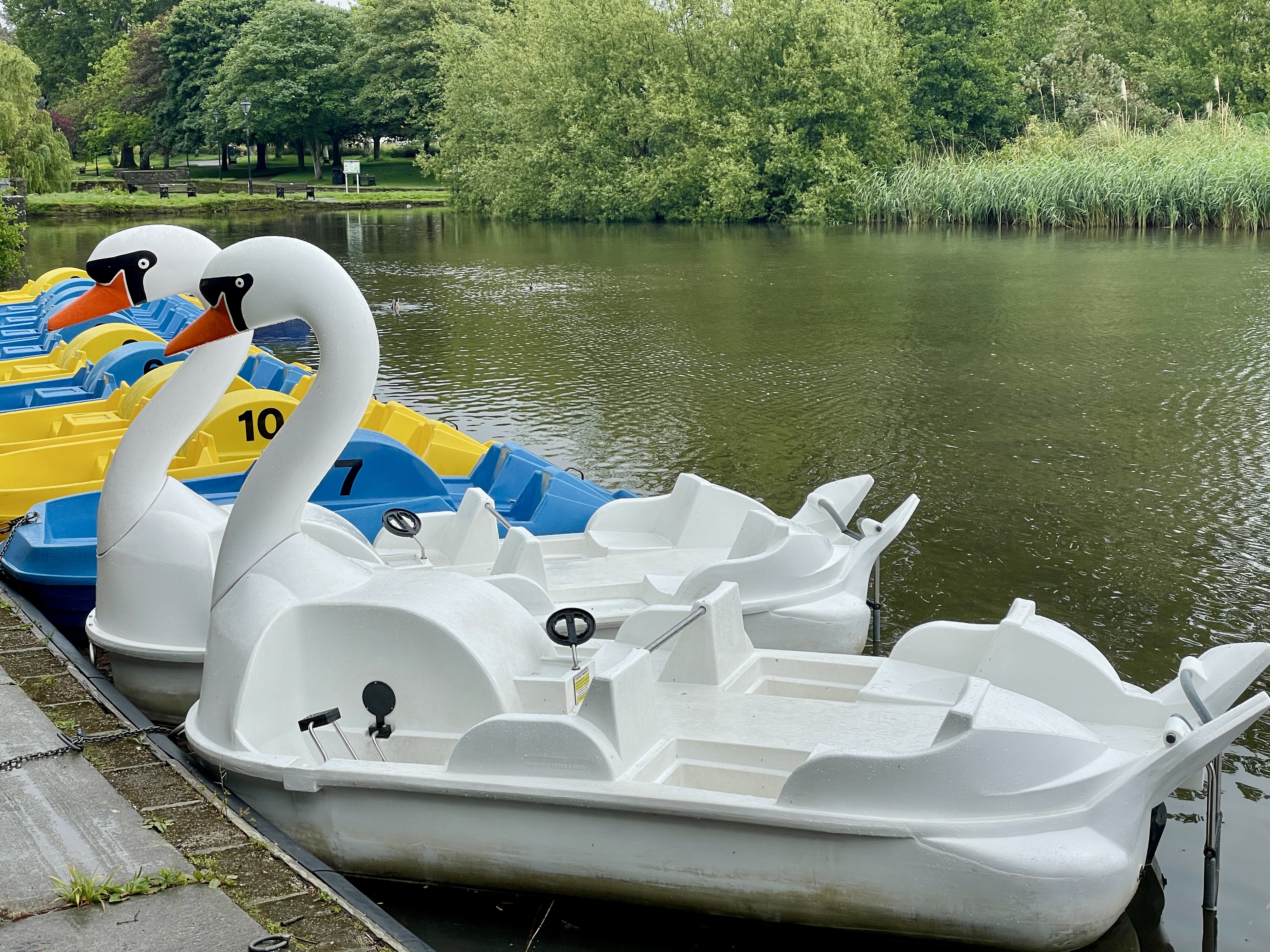 swan pedalos at newquay boating lake