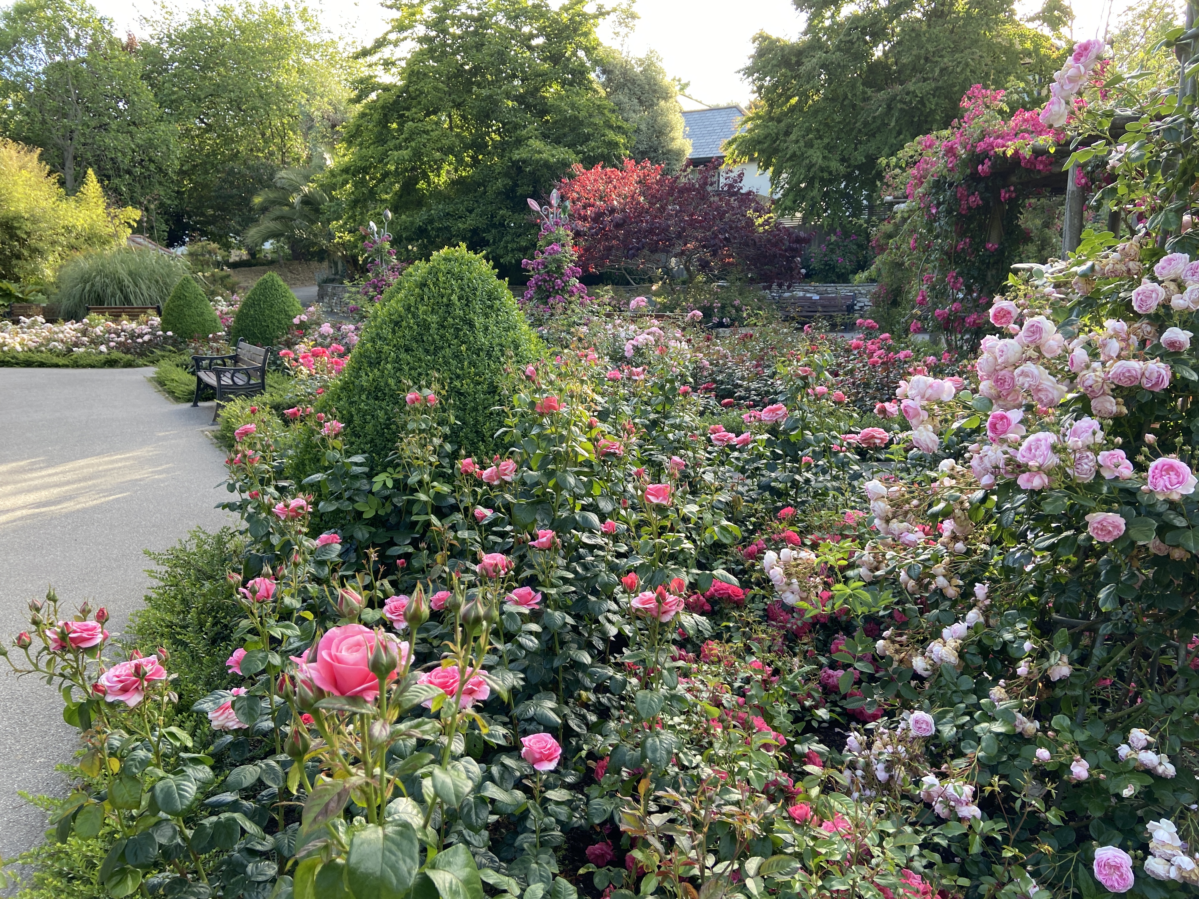Rose displays in Trenance Rose Gardens