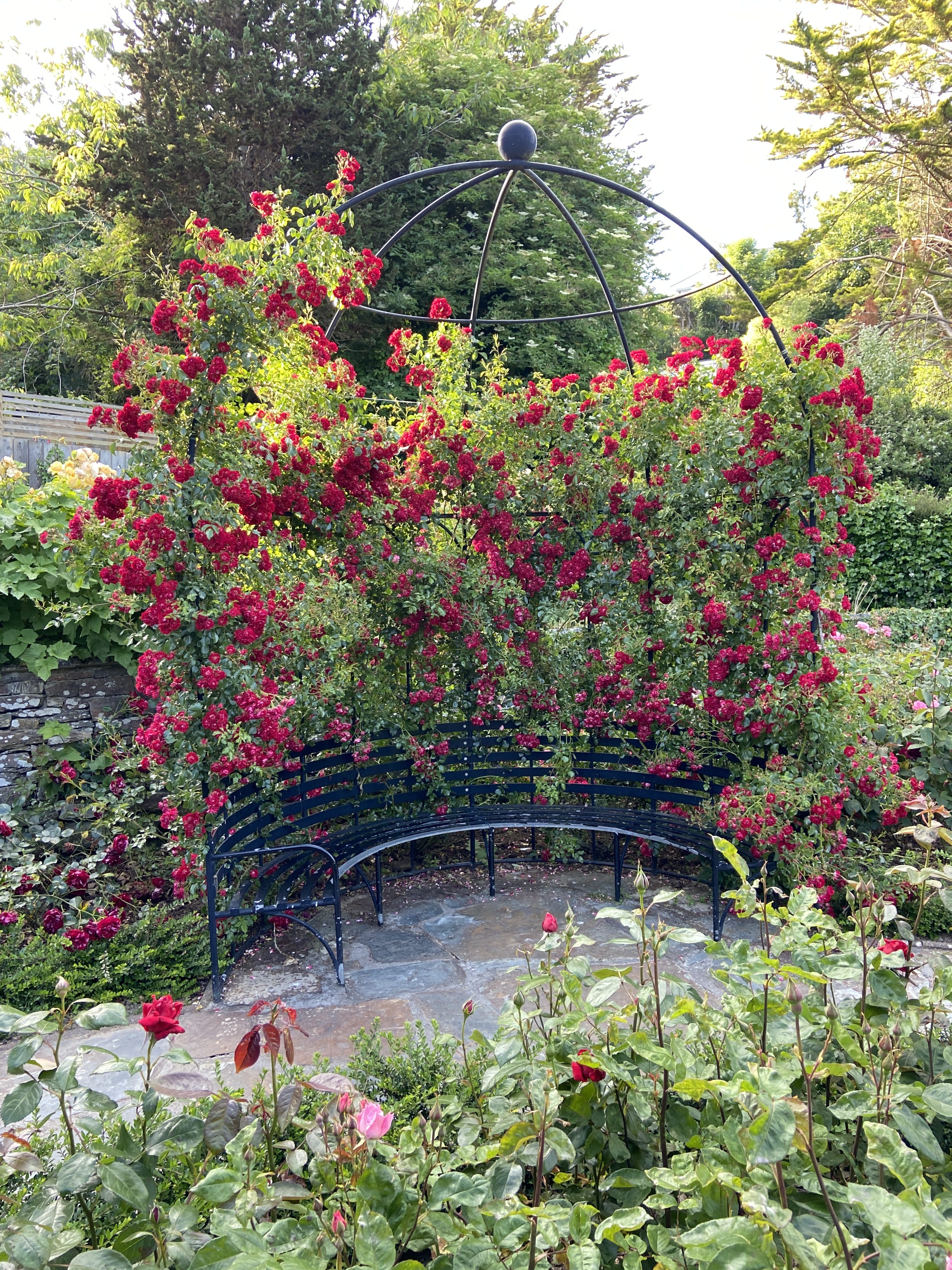 Stunning rose garden arch display in Trenance Gardens Newquay
