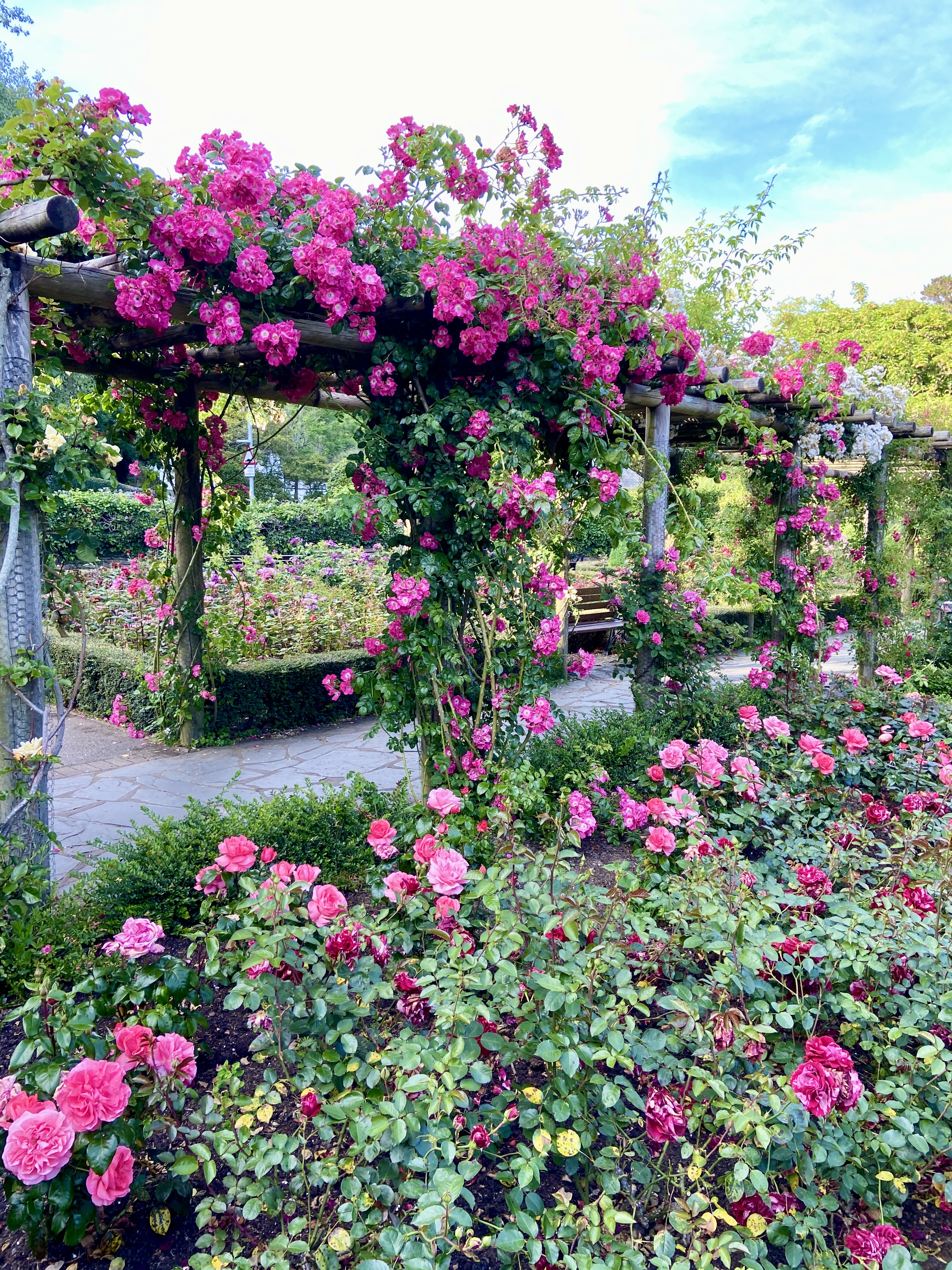 Stunning rose garden arch display in Trenance Gardens Newquay