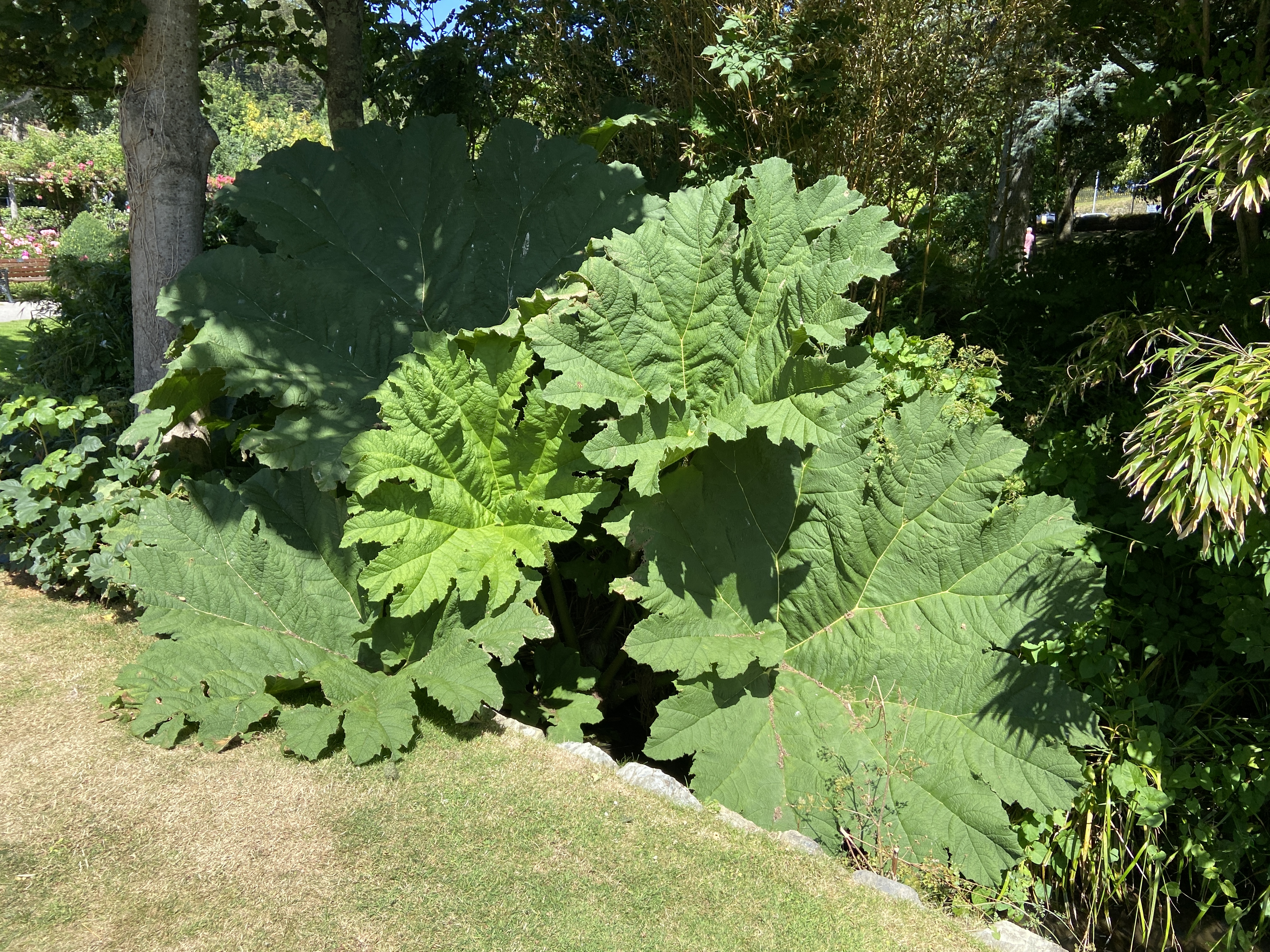 Gunnera at Newquay Trenance Gardens