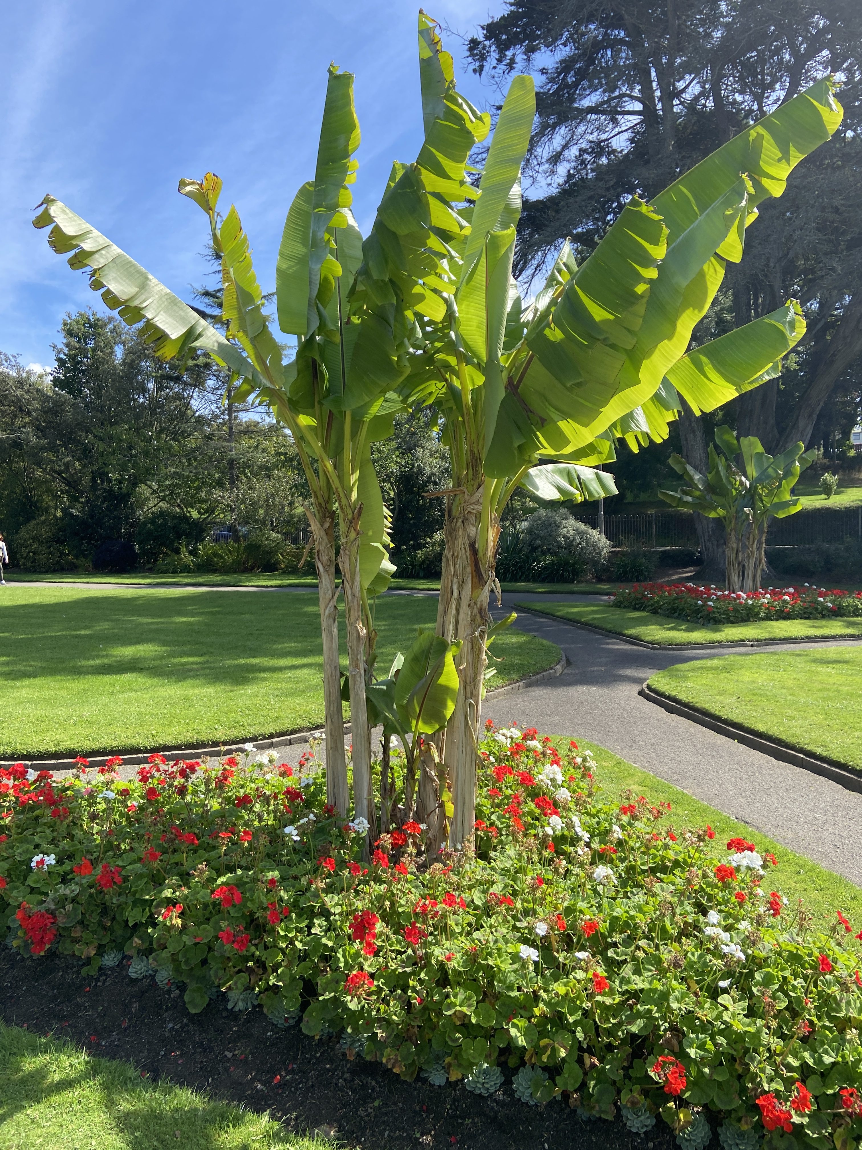 Tropical palm plants at Trenance Gardens Newquay