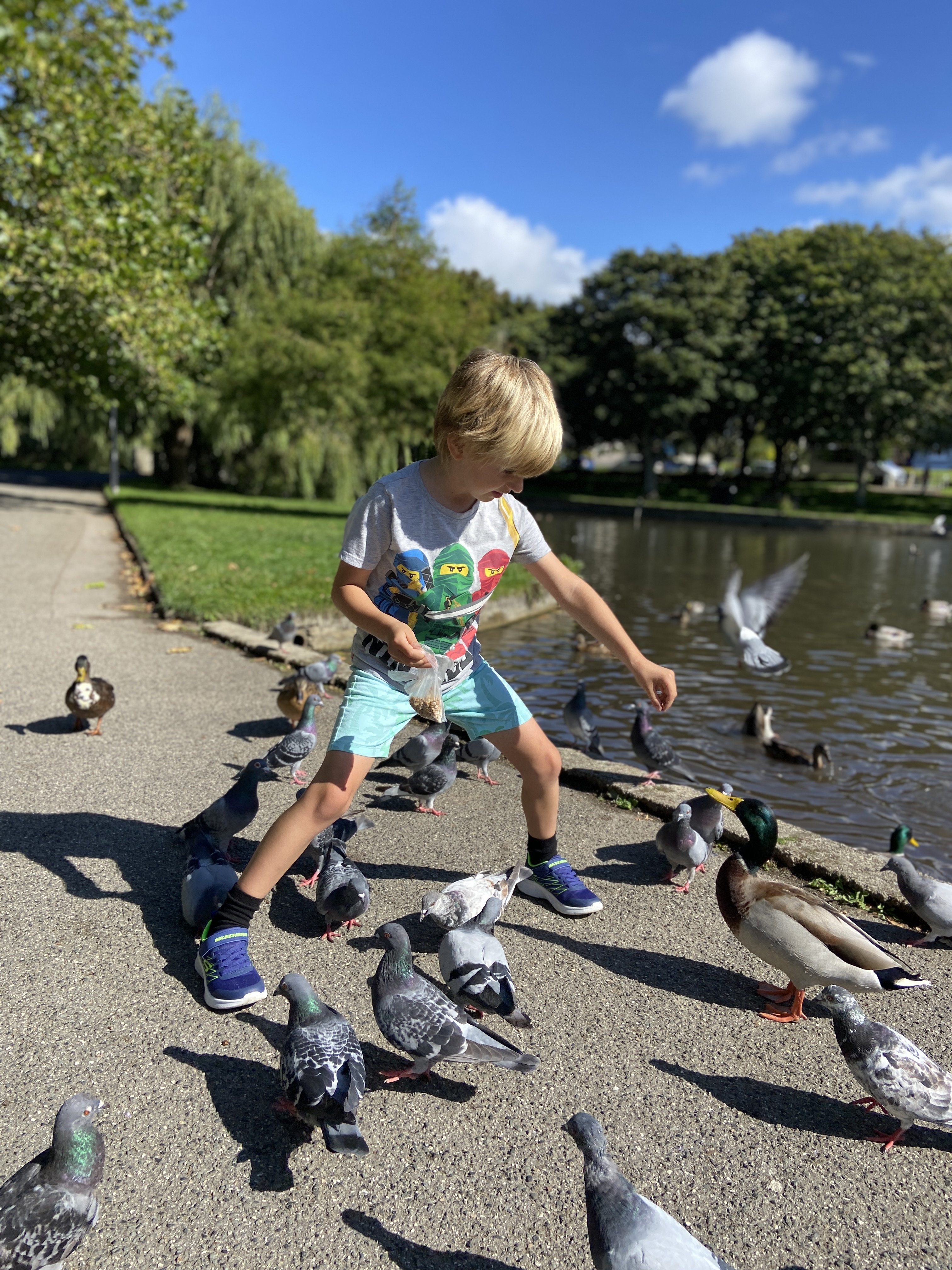 Feeding pigeons and ducks at Trenance Gardens and Boating Lake in Newquay