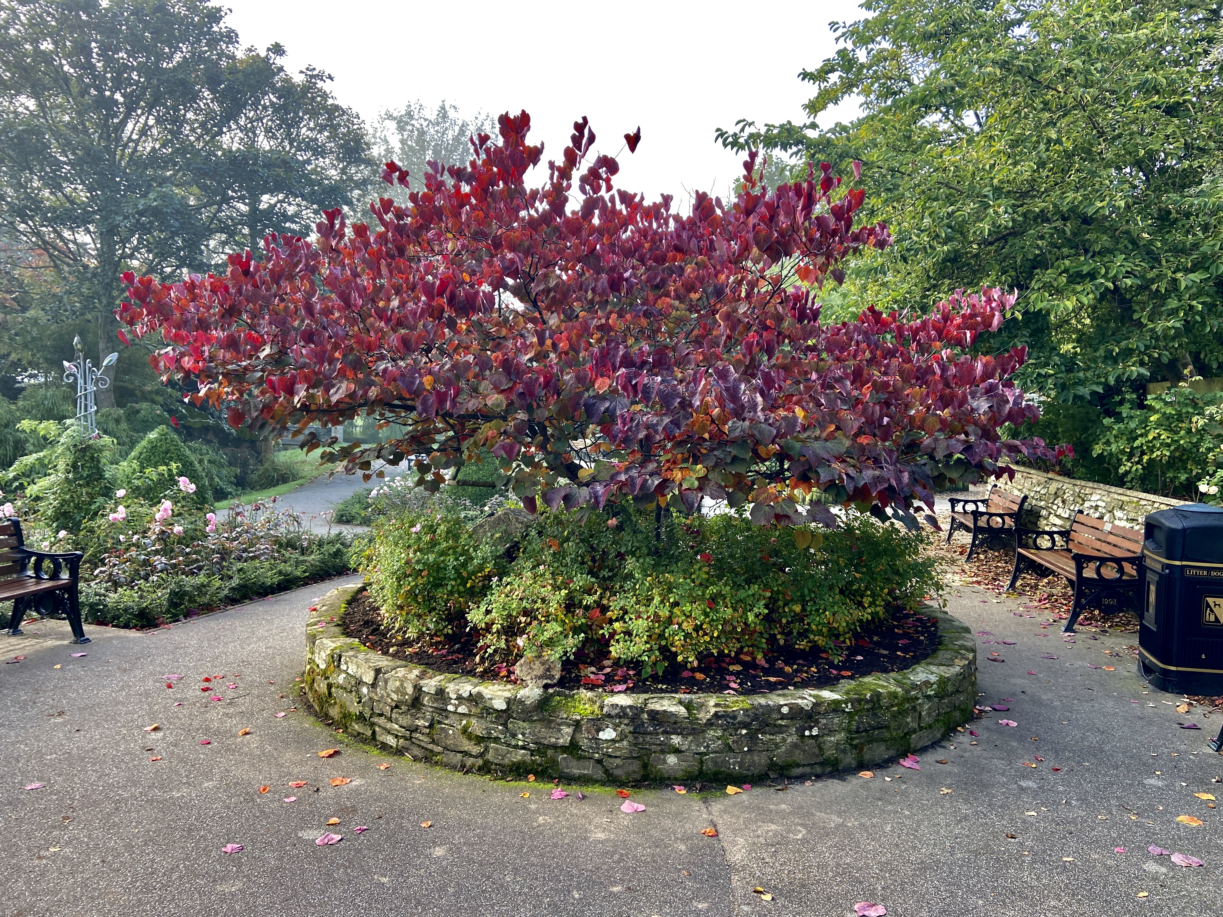 Stunning red leafed tree in Trenance Rose Gardens