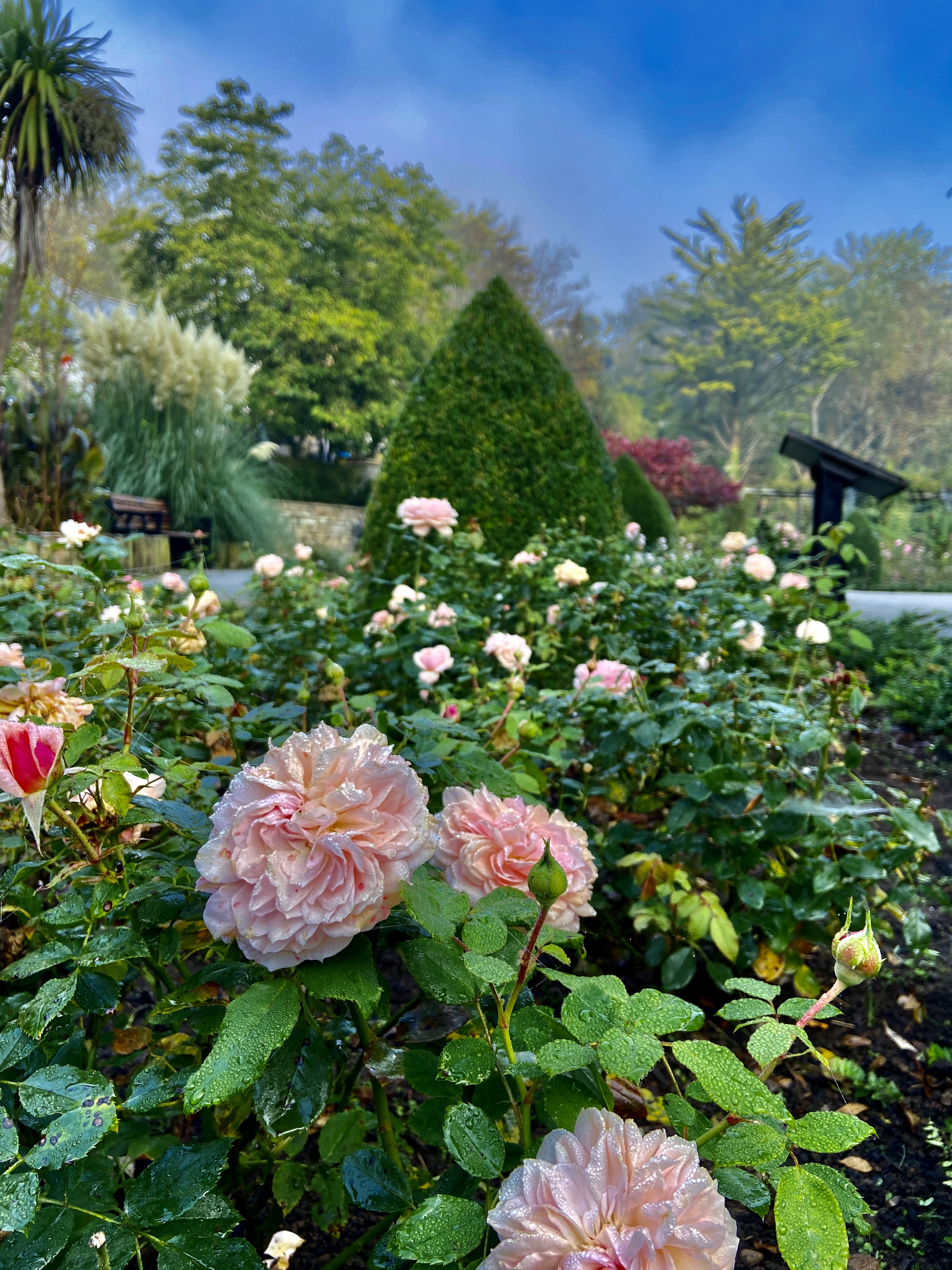 Floral displays Trenance Gardens Newquay