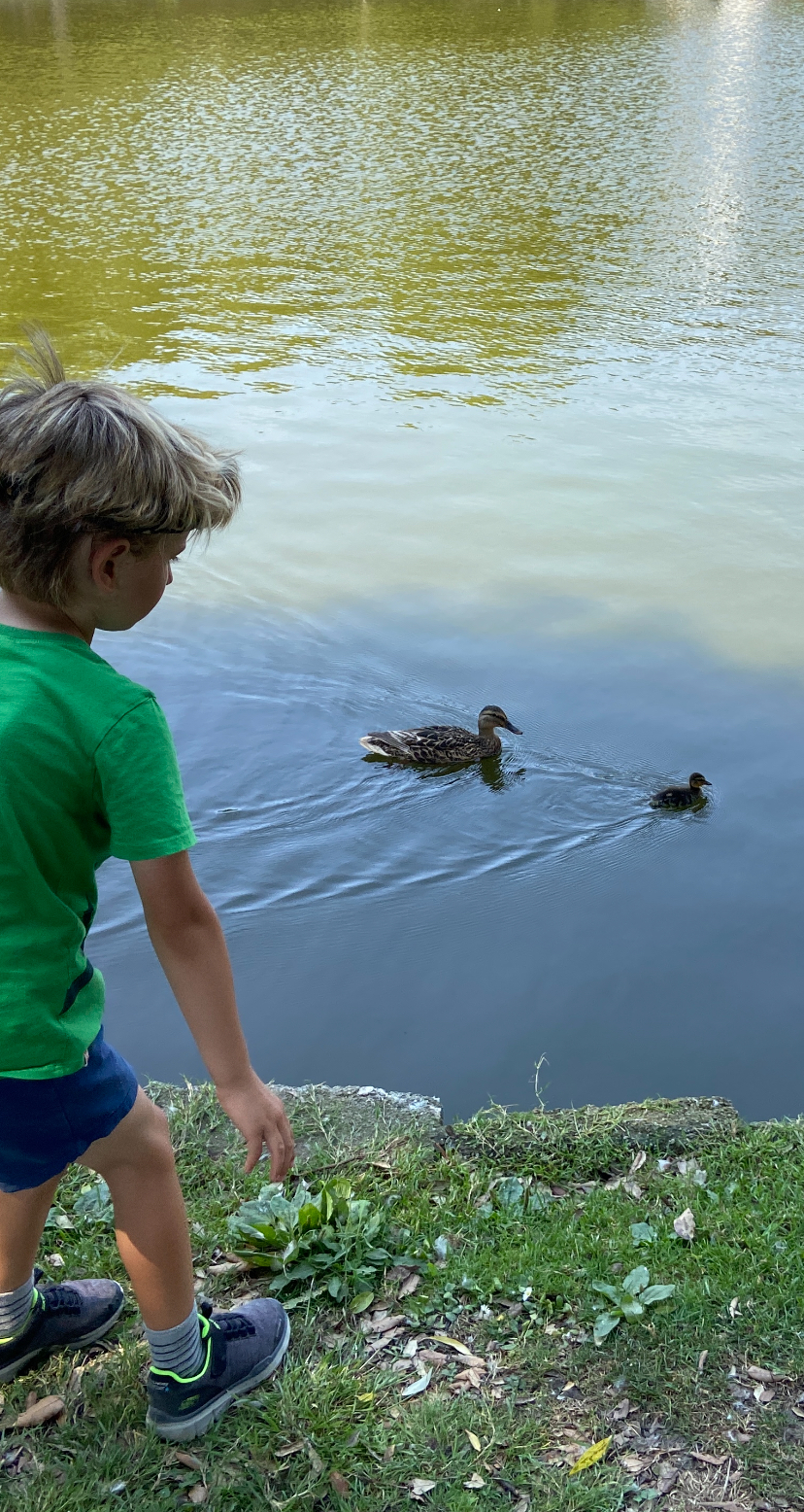 Duckling at Trenance Gardens and Boating Lake in Newquay