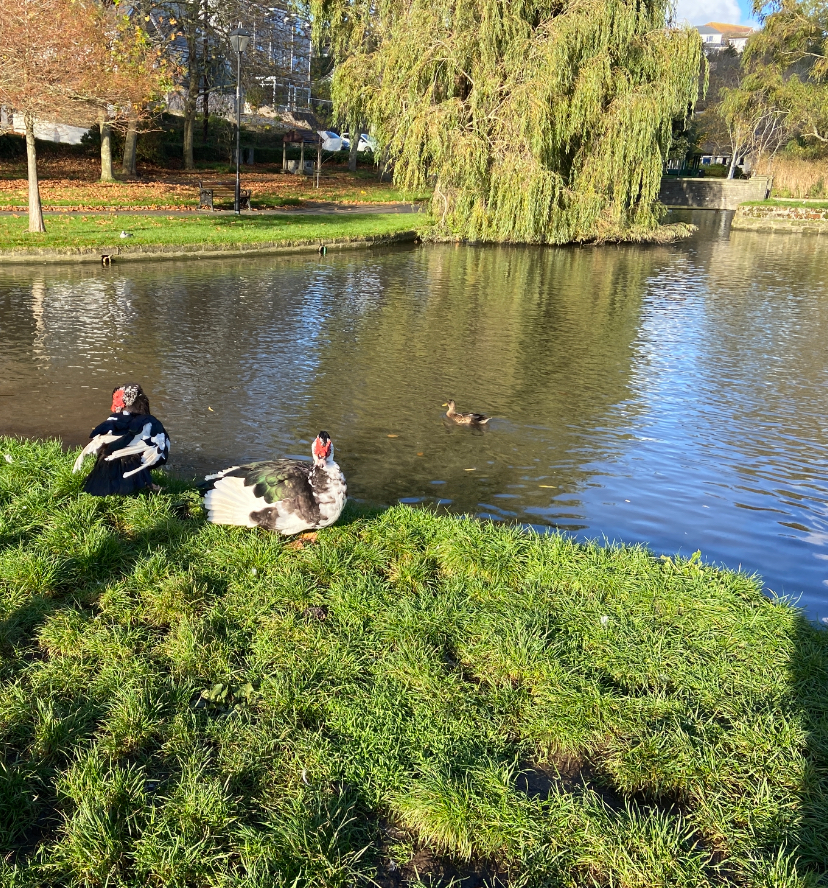 Muscovy ducks in Newquay Cornwall