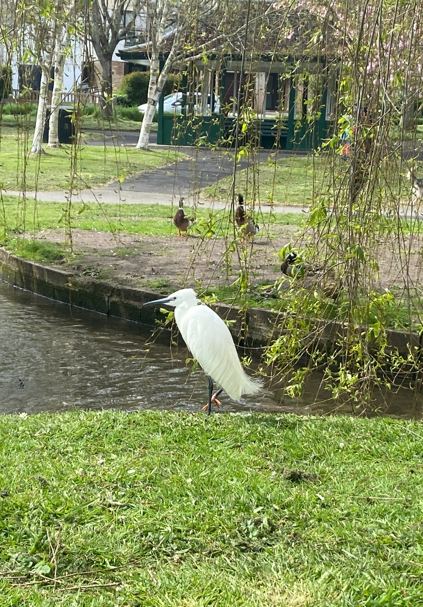 Little egret at Trenance Gardens and Boating Lake in Newquay