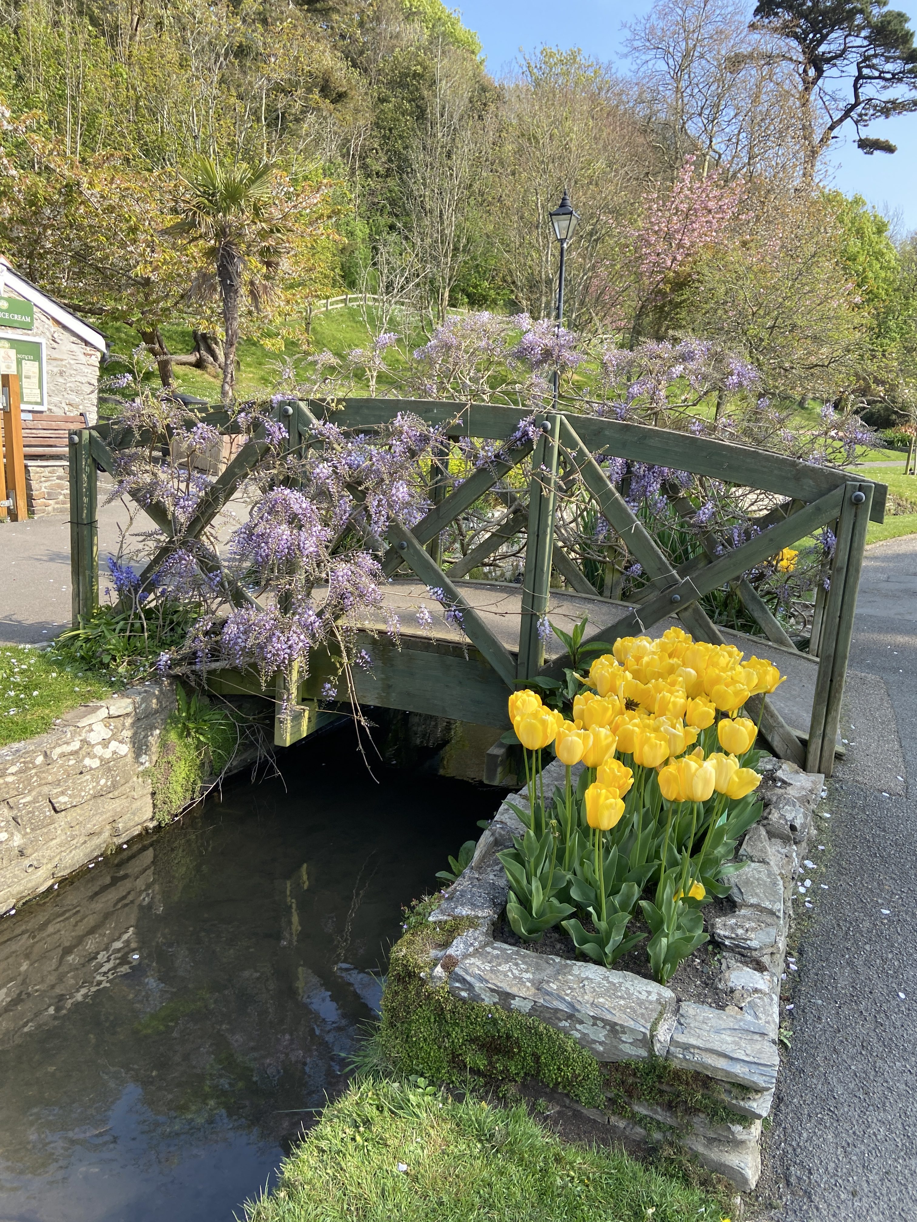 Wisteria covered bridge with yellow tulips at Trenance Gardens Newquay