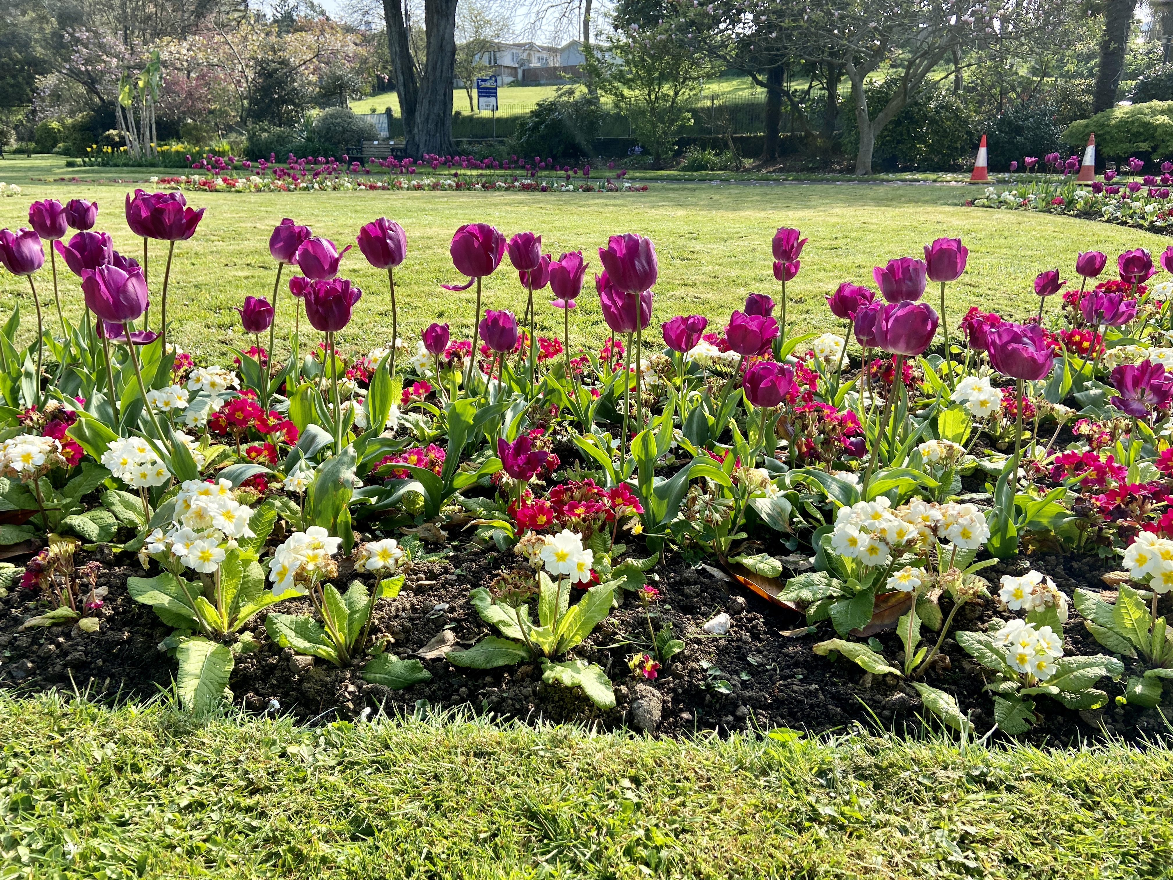 Tulip floral displays at Trenance Gardens in Newquay