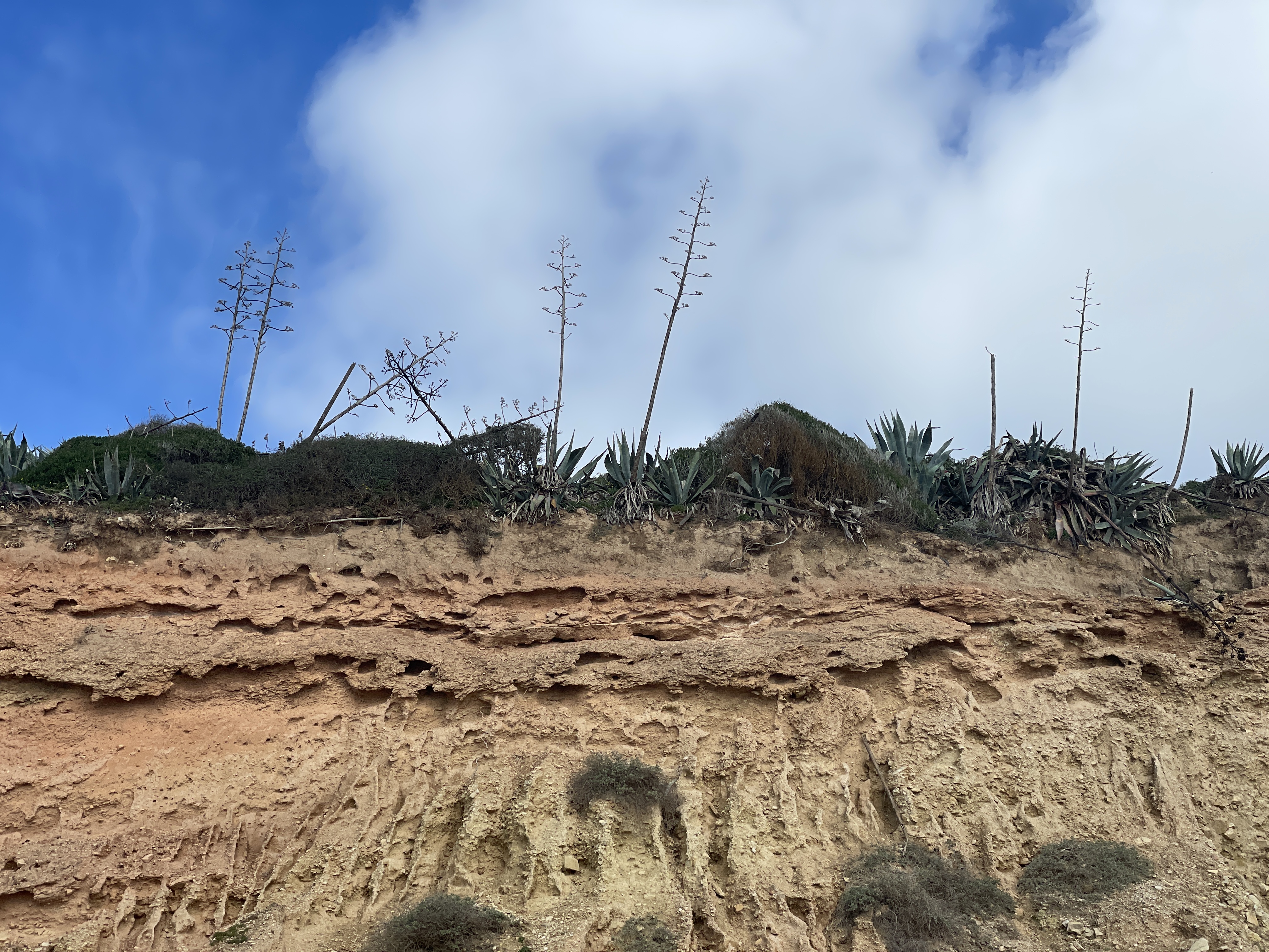 Cliff tops at Salema