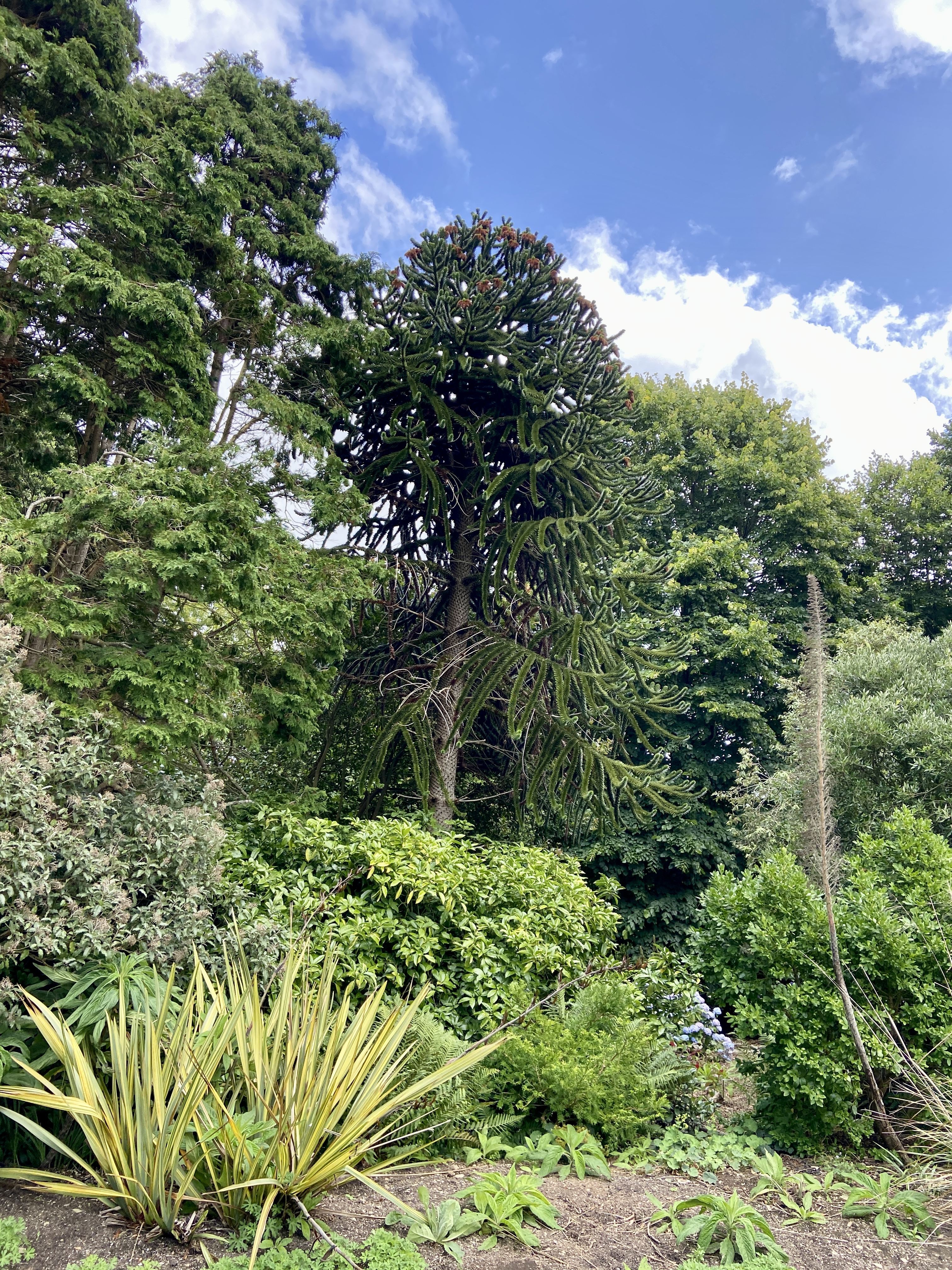 Monkey puzzle tree in amongst foliage at Trelissick Garden