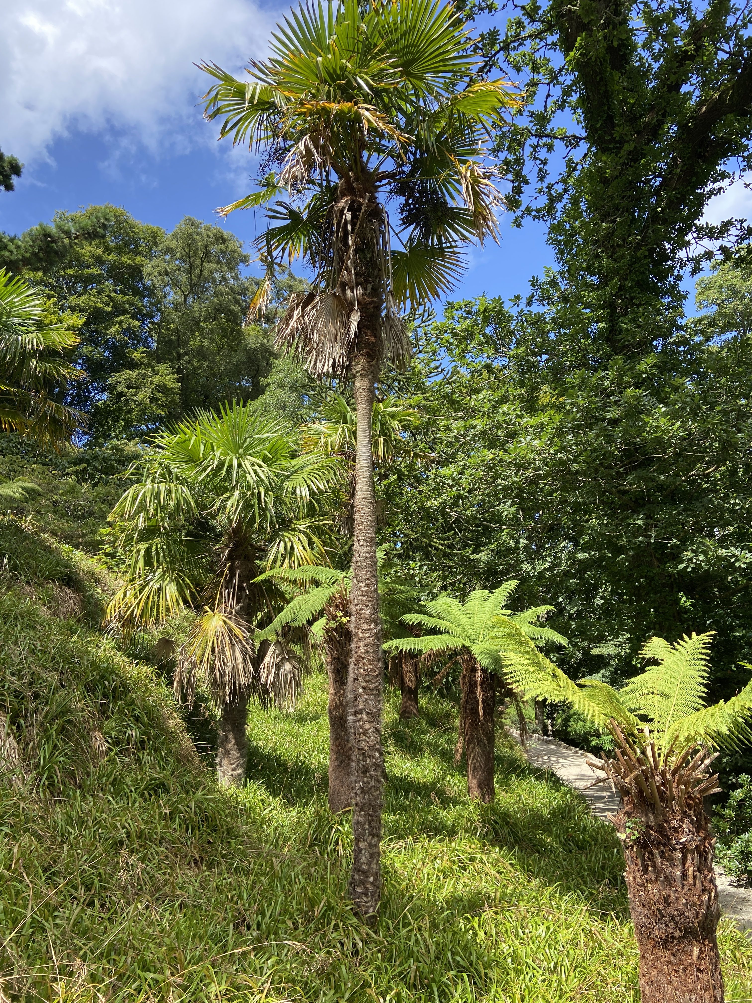 Tropical palm plants at Trelissick Garden