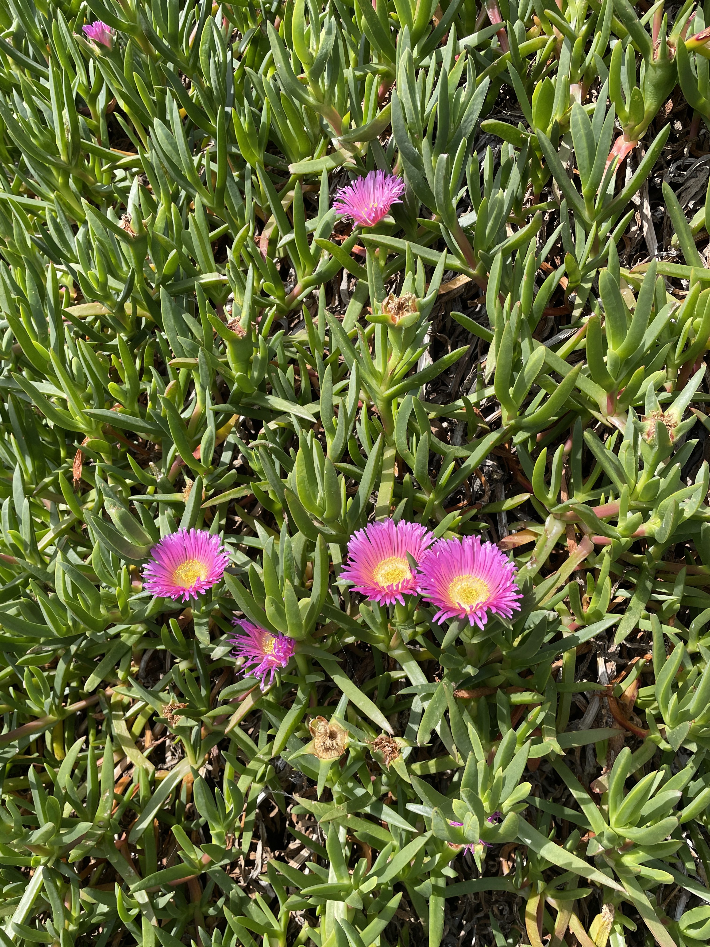 Coastal Cliff Flowers Towan Headland Newquay Cornwall UK 
