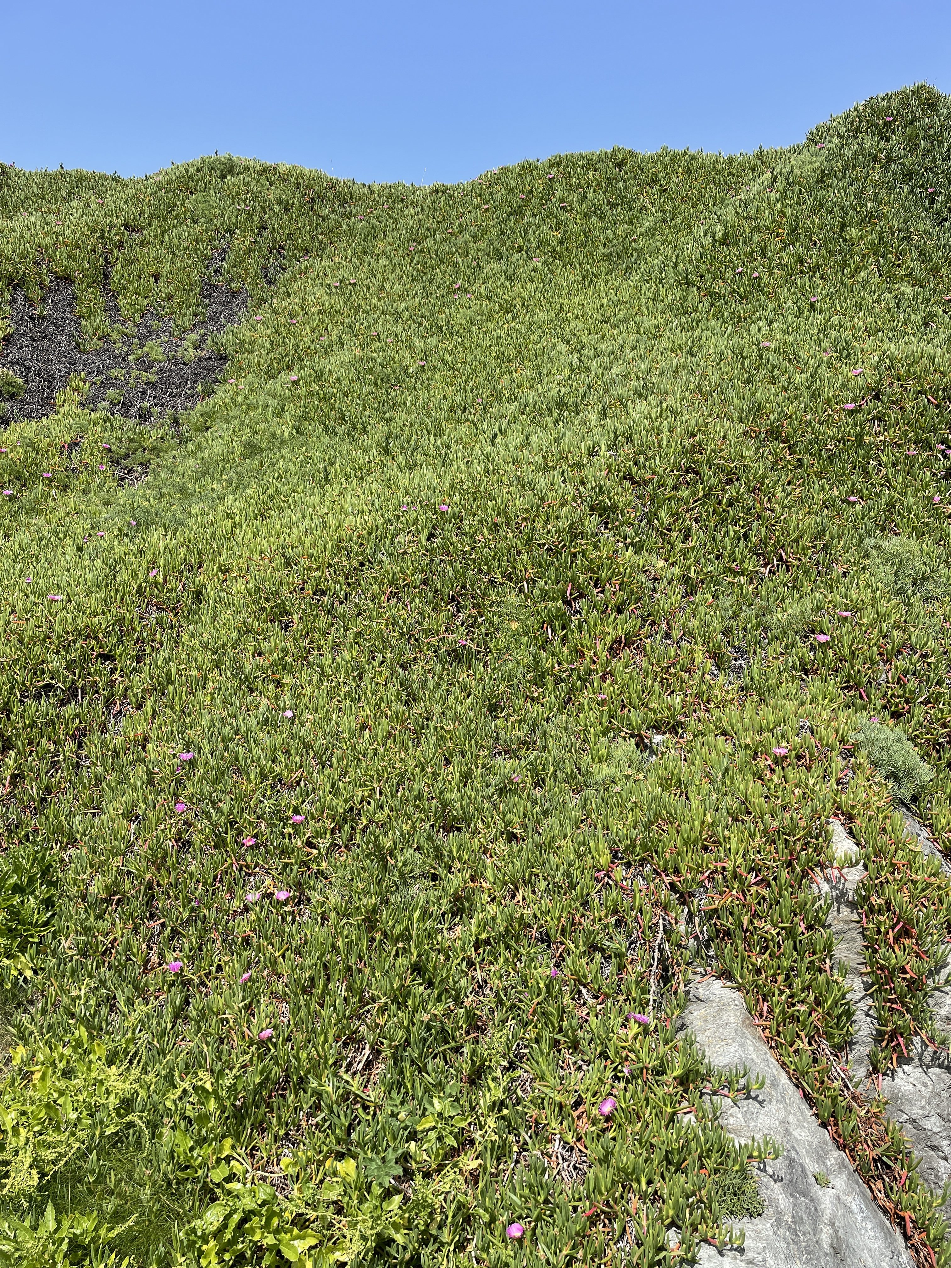 Coastal Cliff Flowers Towan Headland Newquay Cornwall UK 