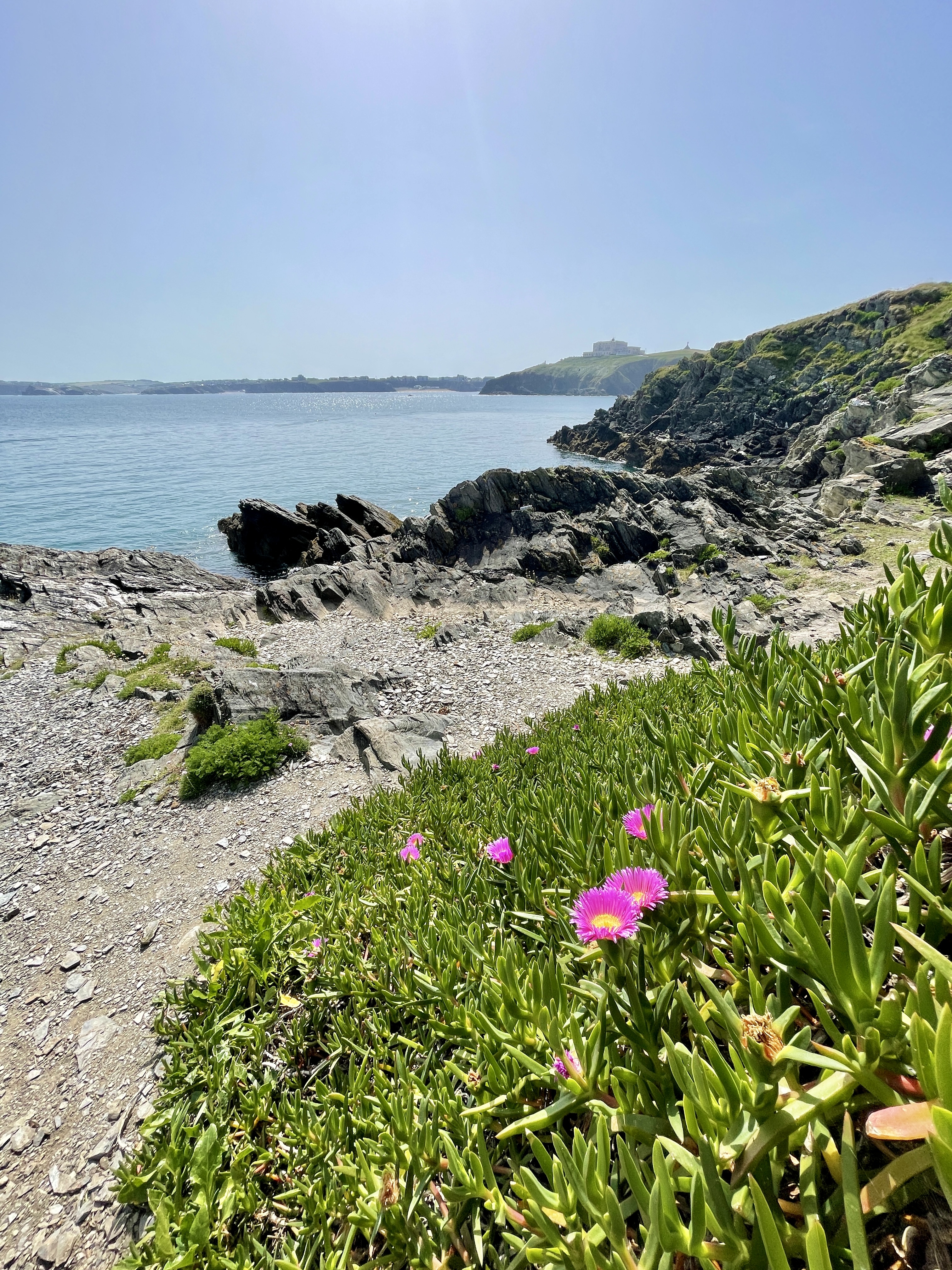 Coastal Cliff Flowers Towan Headland Newquay Cornwall UK 