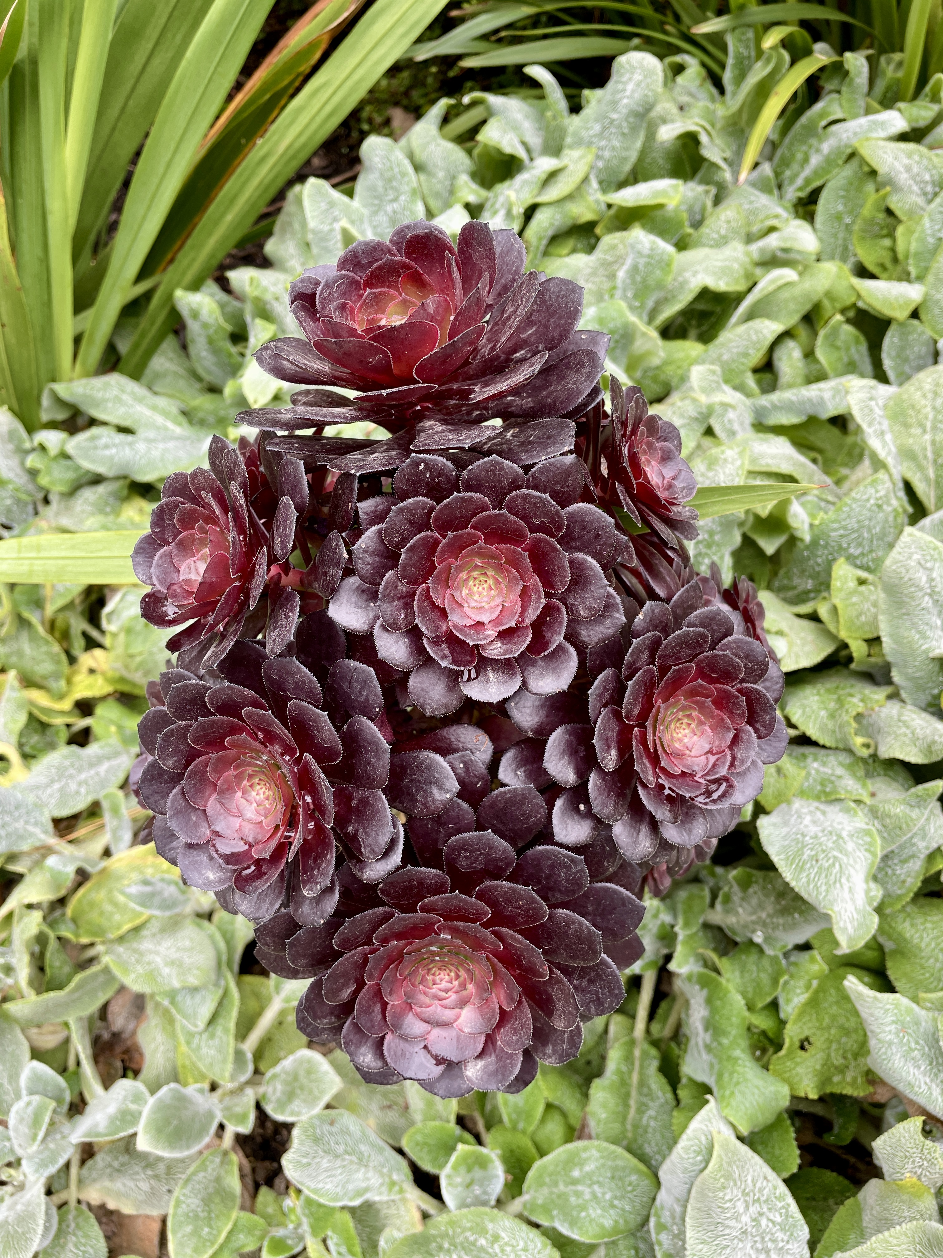 What are the best gardens to visit in cornwall