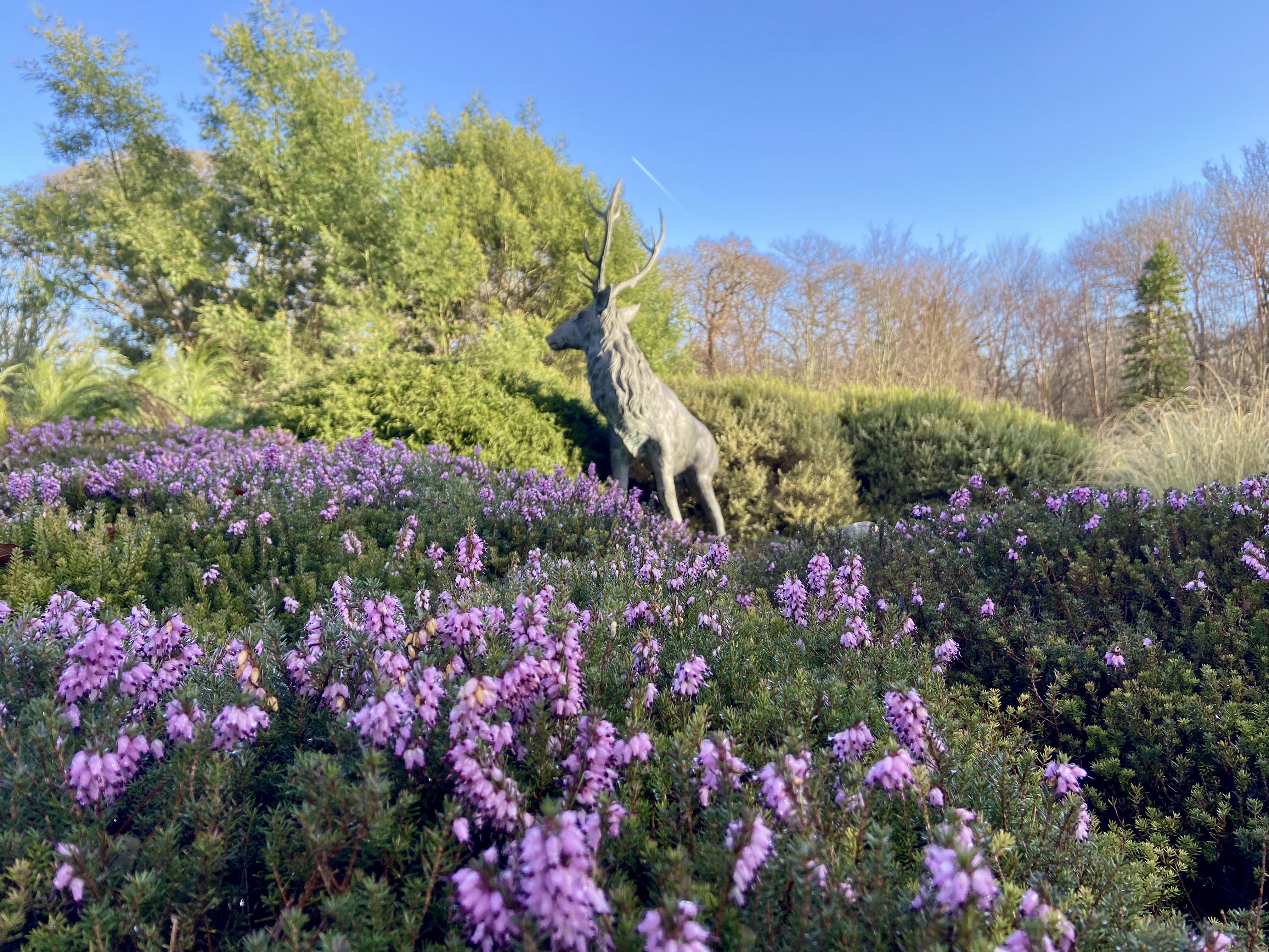 Pinetum Gardens Cornwall Review and Photos January