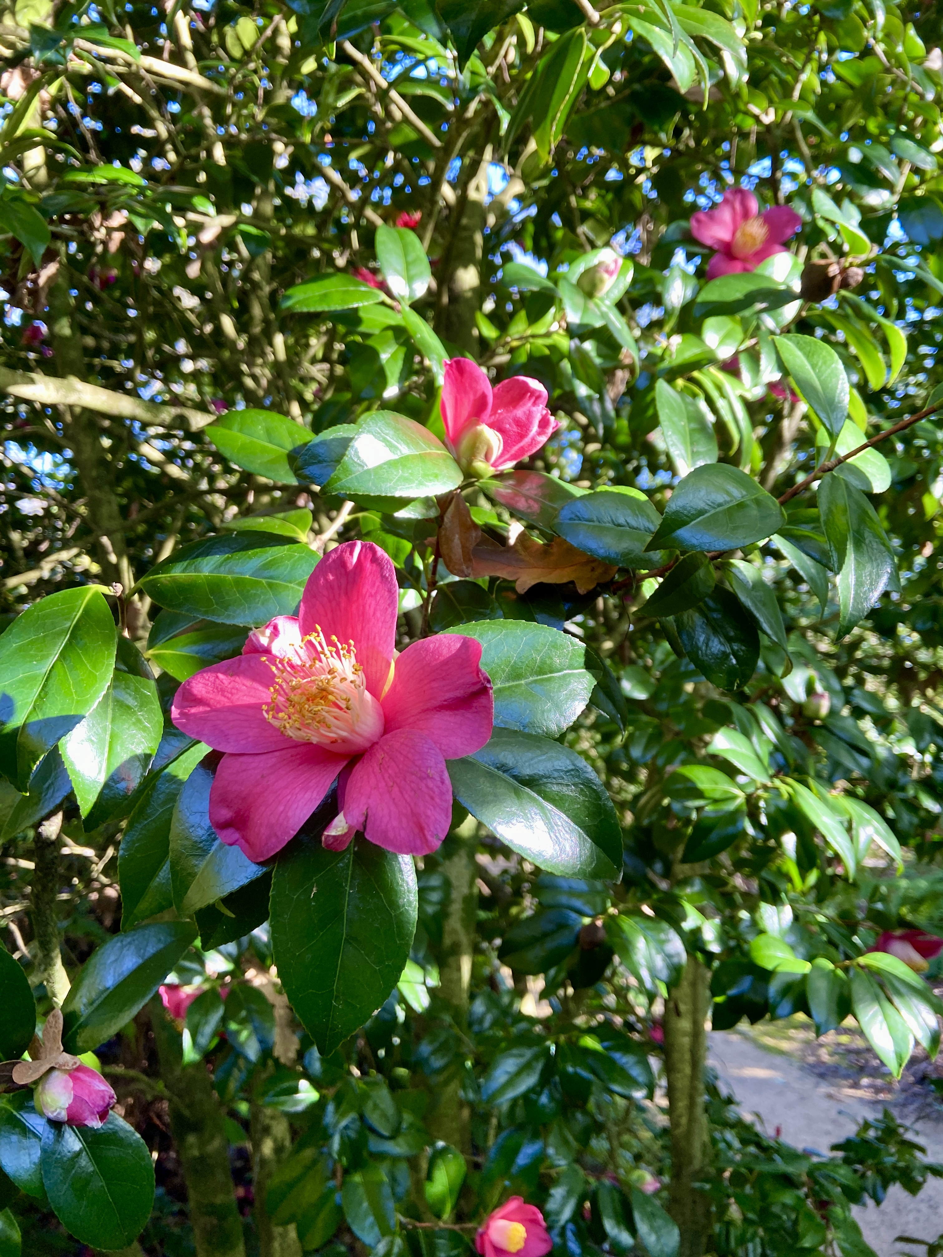 Pinetum Gardens Cornwall Review and Photos January