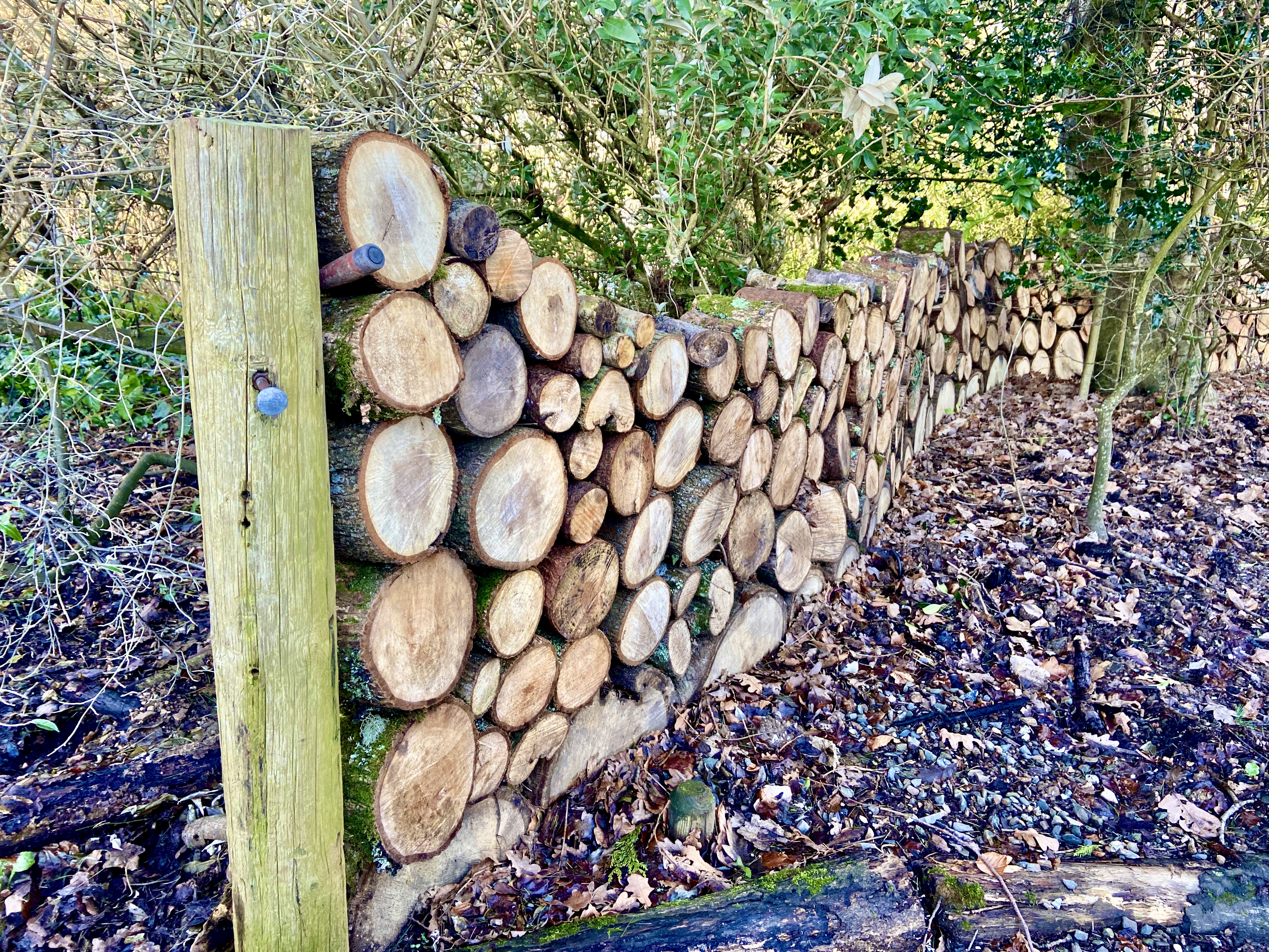 Pinetum Gardens Cornwall Review and Photos January