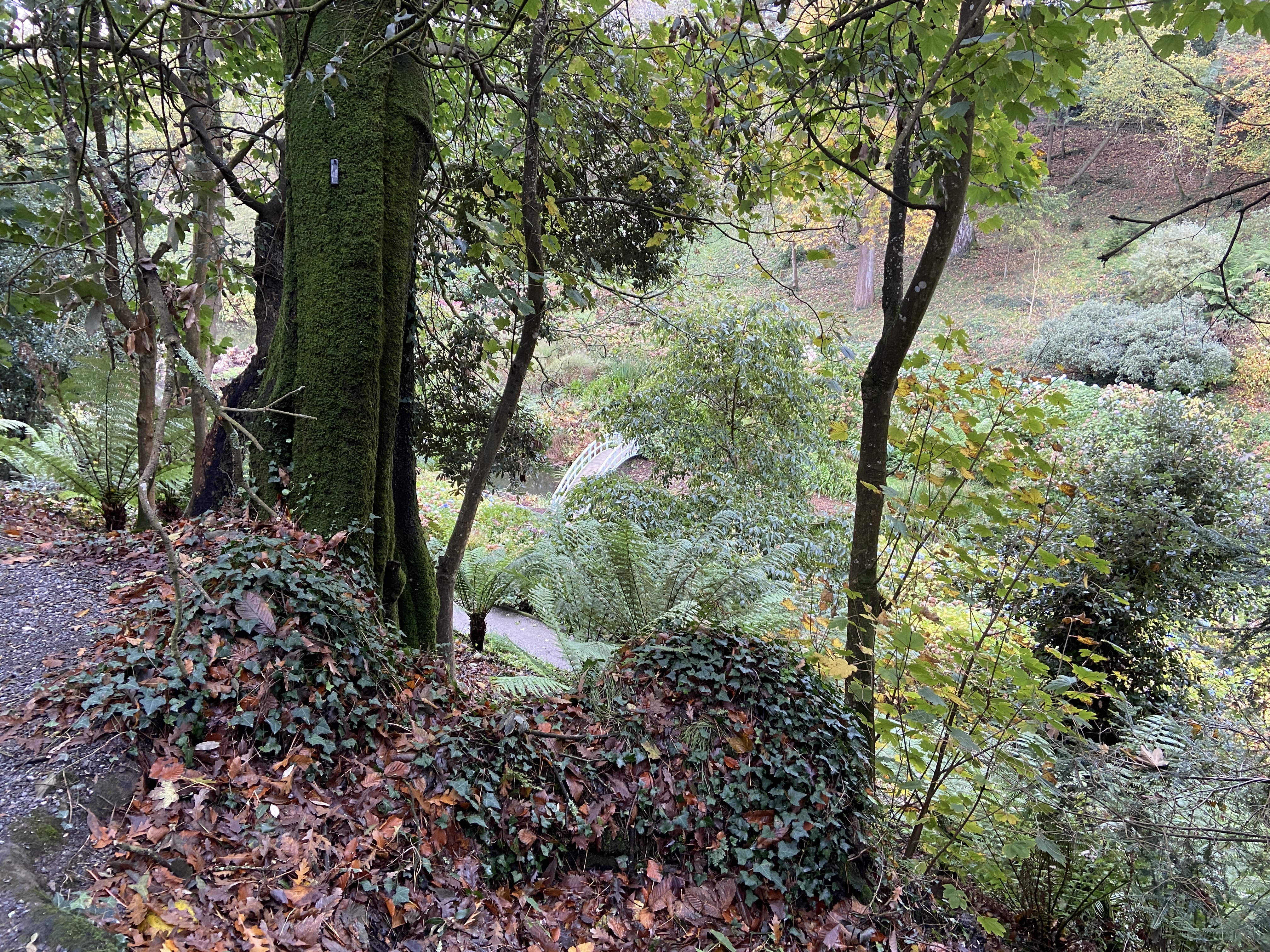 Foliage in November at Trebah Gardens