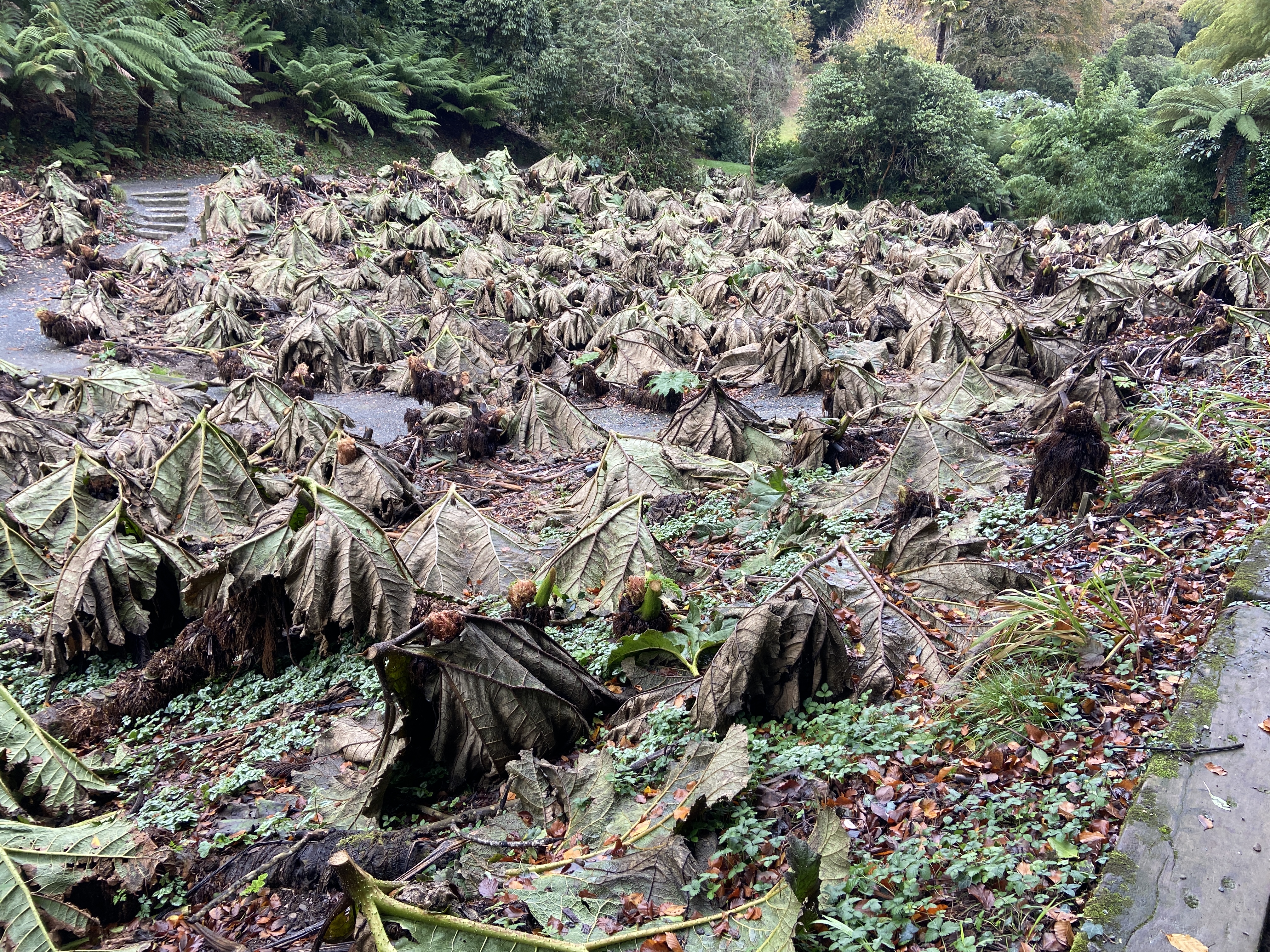 Gunneras cut down for autumn at Trebah Gardens
