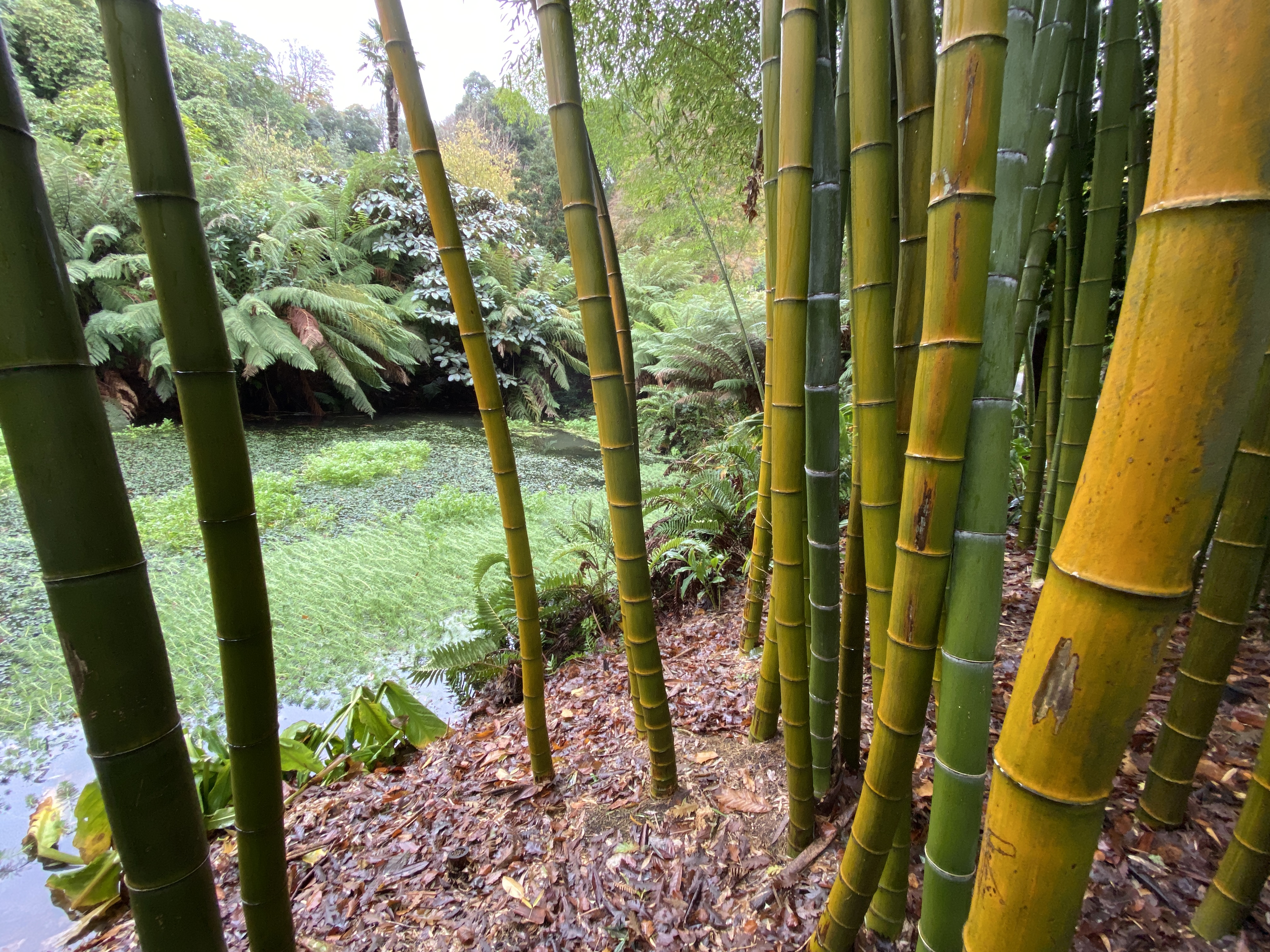 Huge tropical bamboo trunks at Trebah Gardens