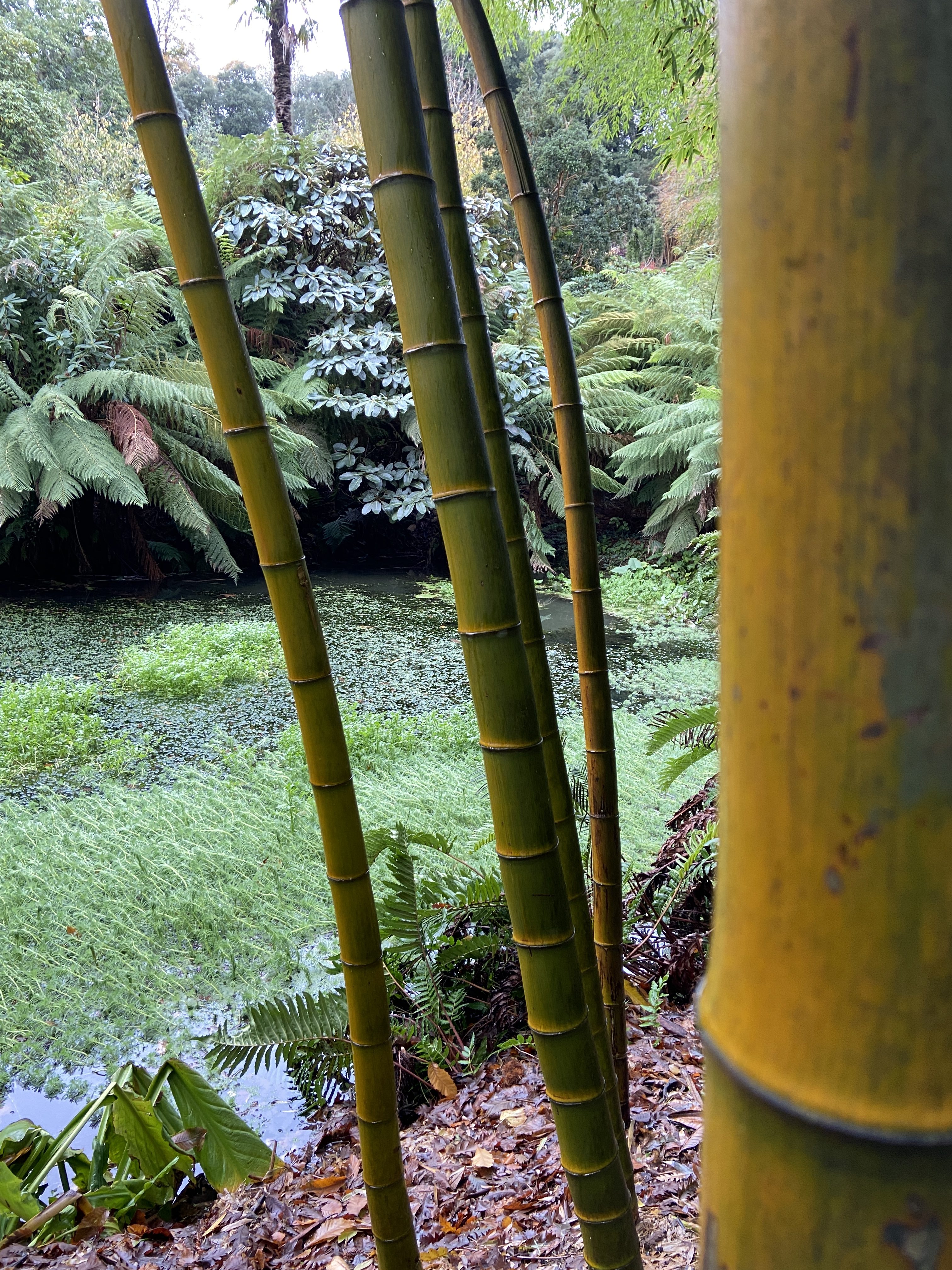 Bamboos and palm trees at Trebah Gardens