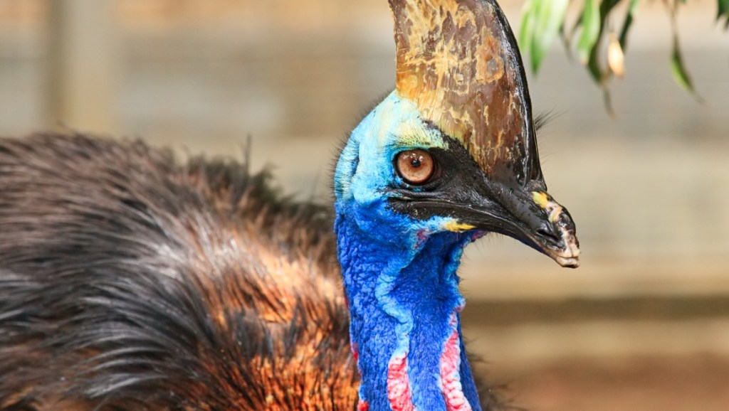 Cassowary