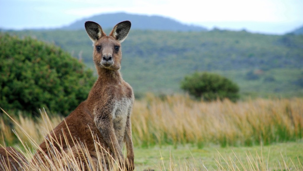 Kangaroo