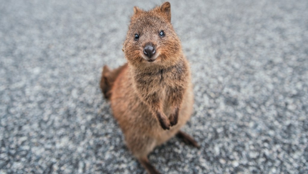 Quokka
