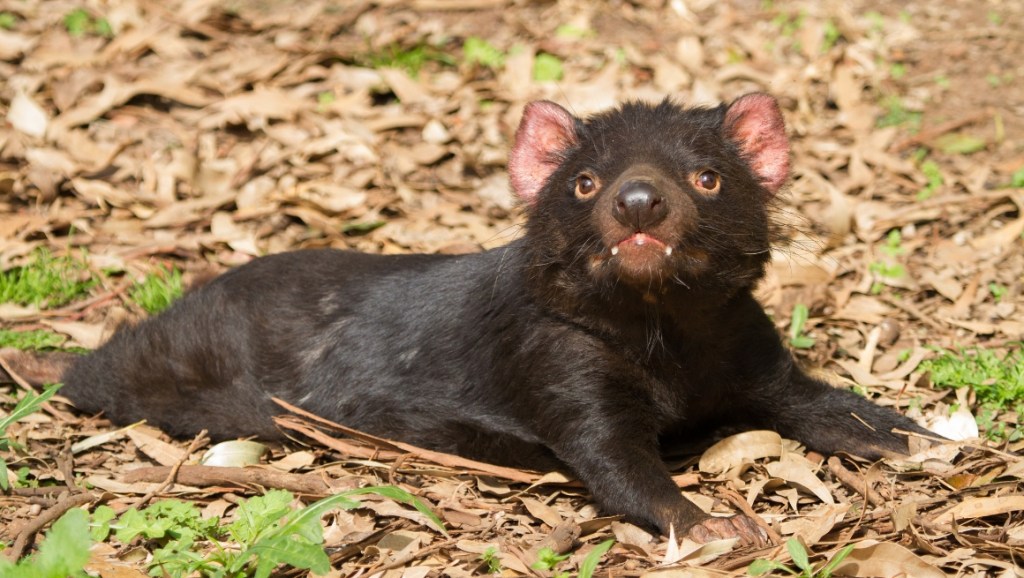 Tasmanian Devil