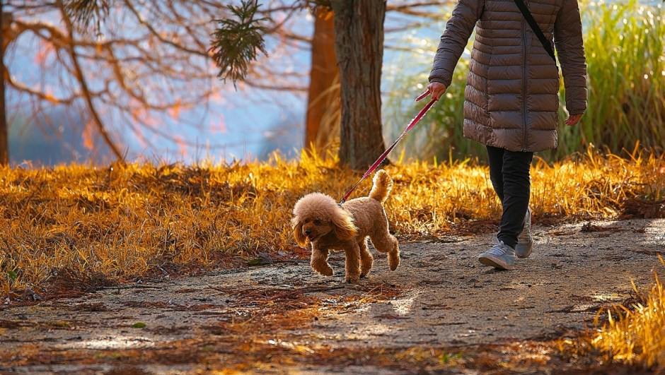 Walks Perfect for Your Furry Friend in the UK