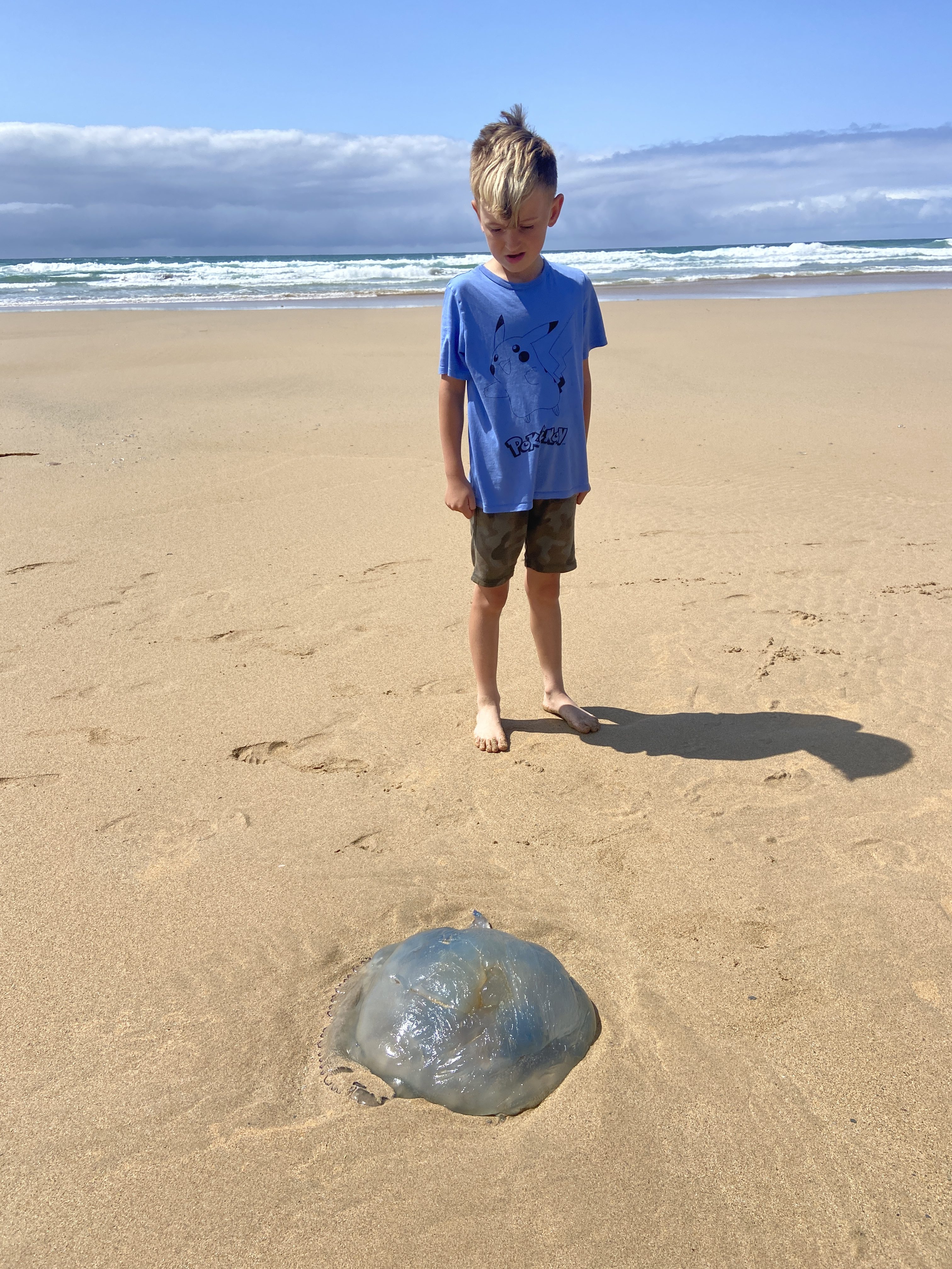 Barrel jellyfish in cornwall