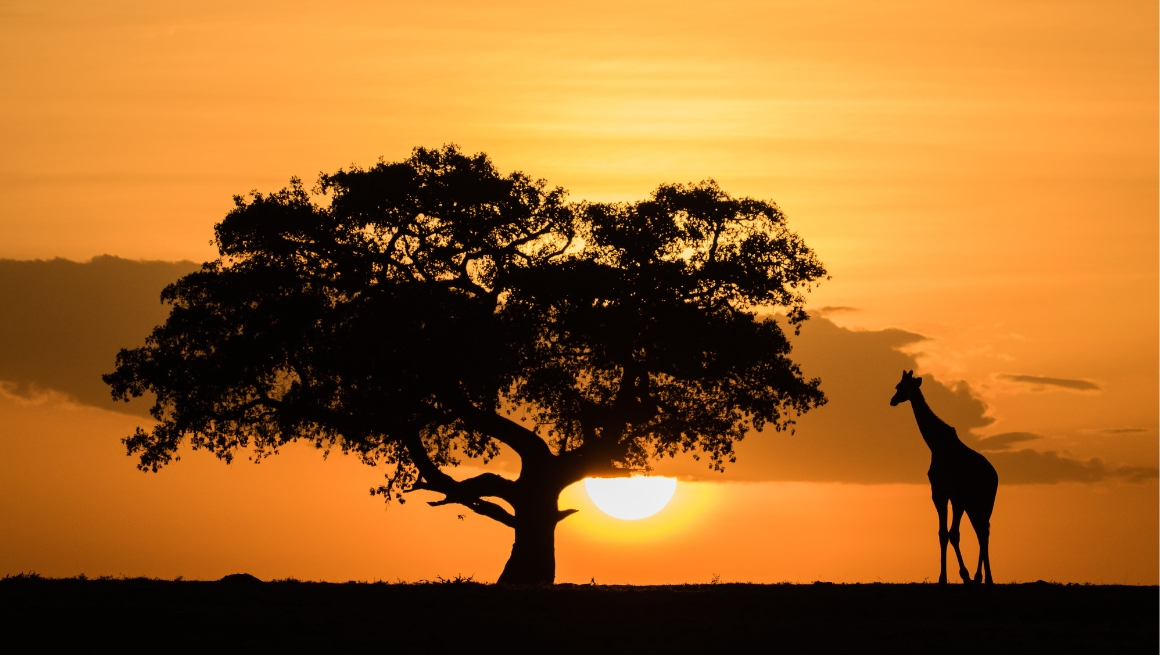 African Safari