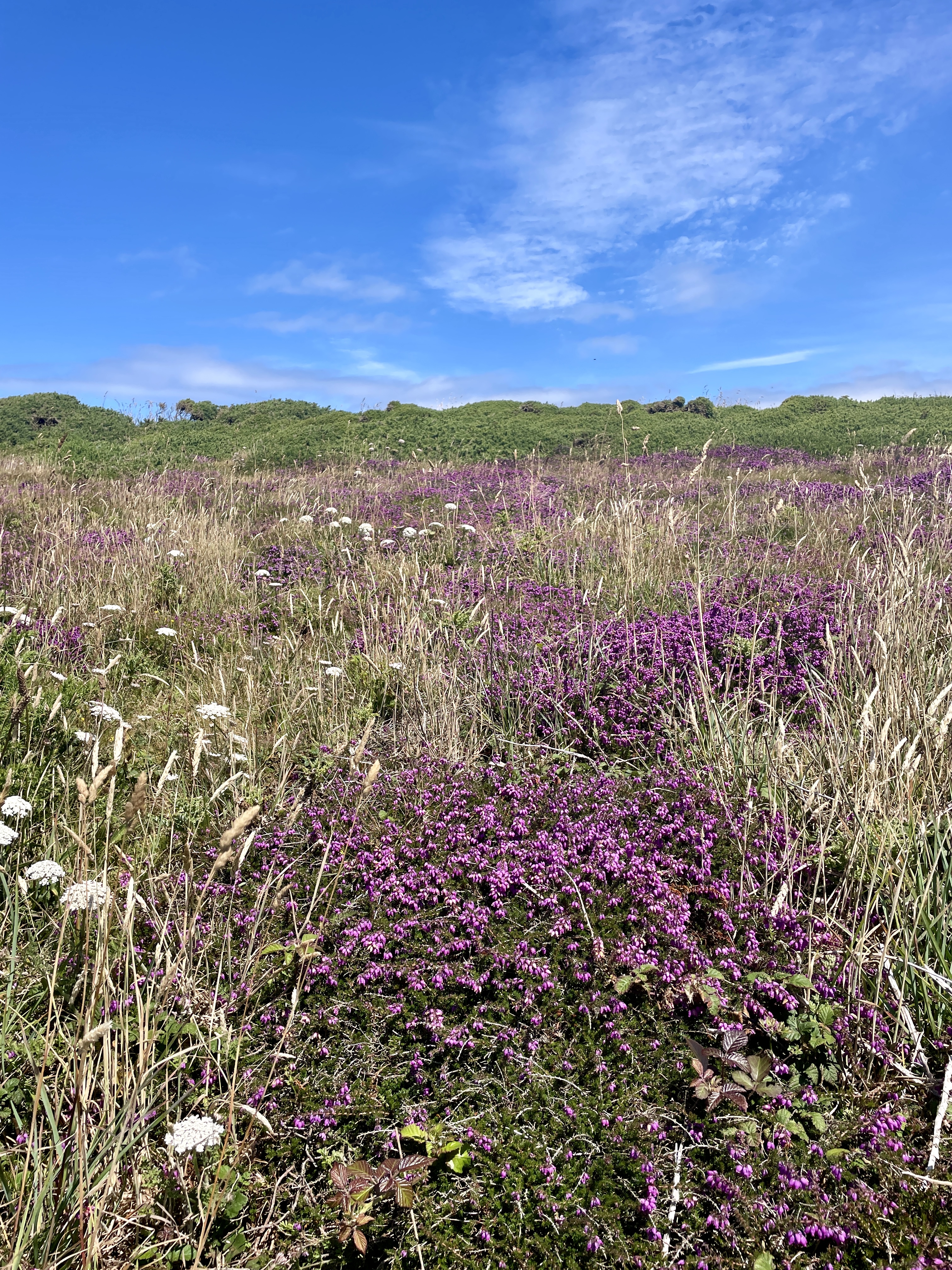Summer wildflowers on Pentire Headland in Newquay