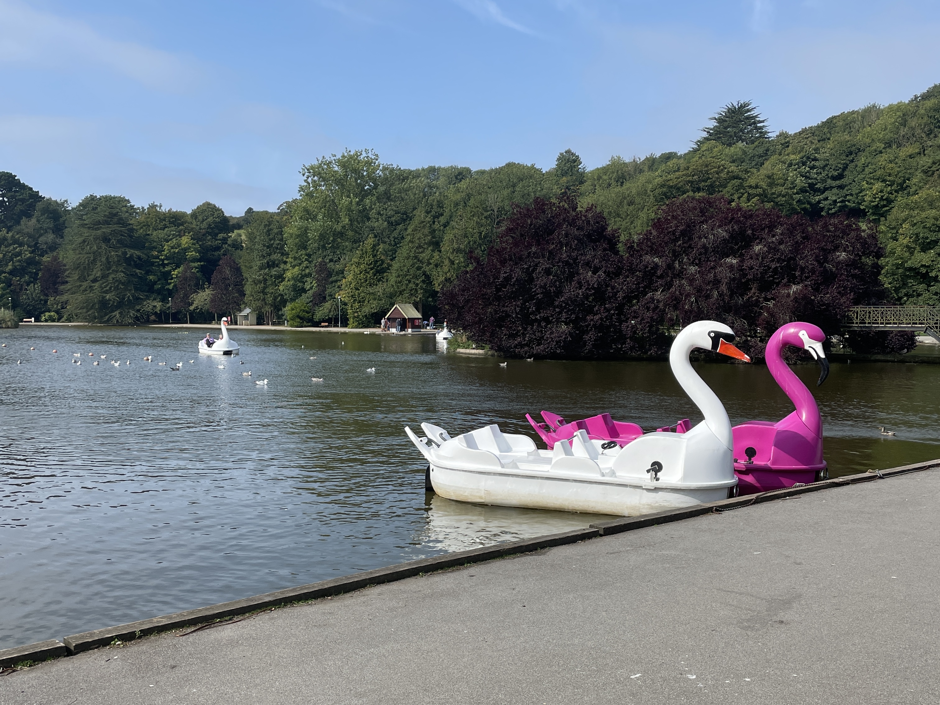 Swan Pedalos at Coronation Boating Lake and Park in Helston, Cornwall
