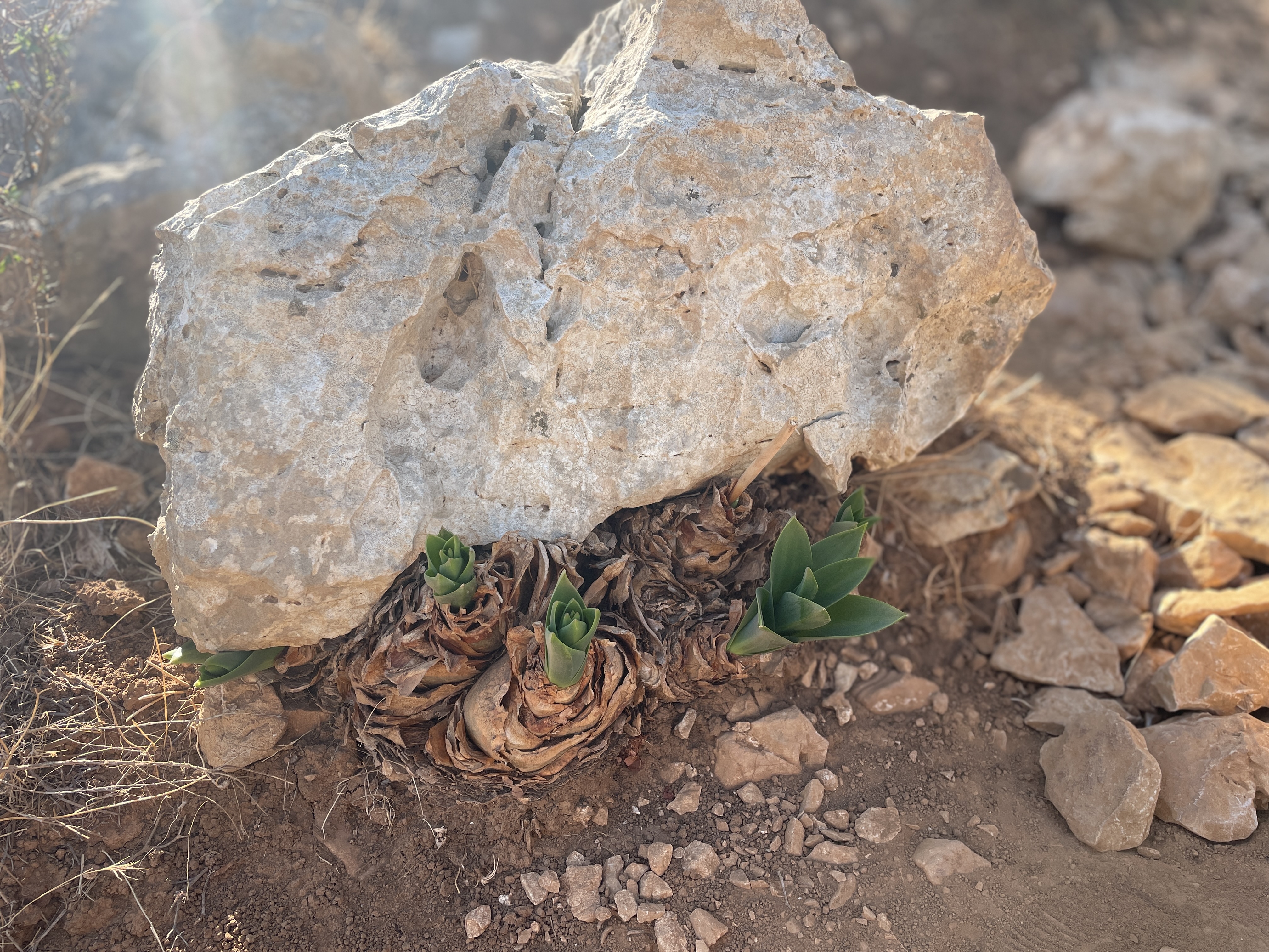 Tsambika Mountain hike in Kolymbia, Rhodes, Greece