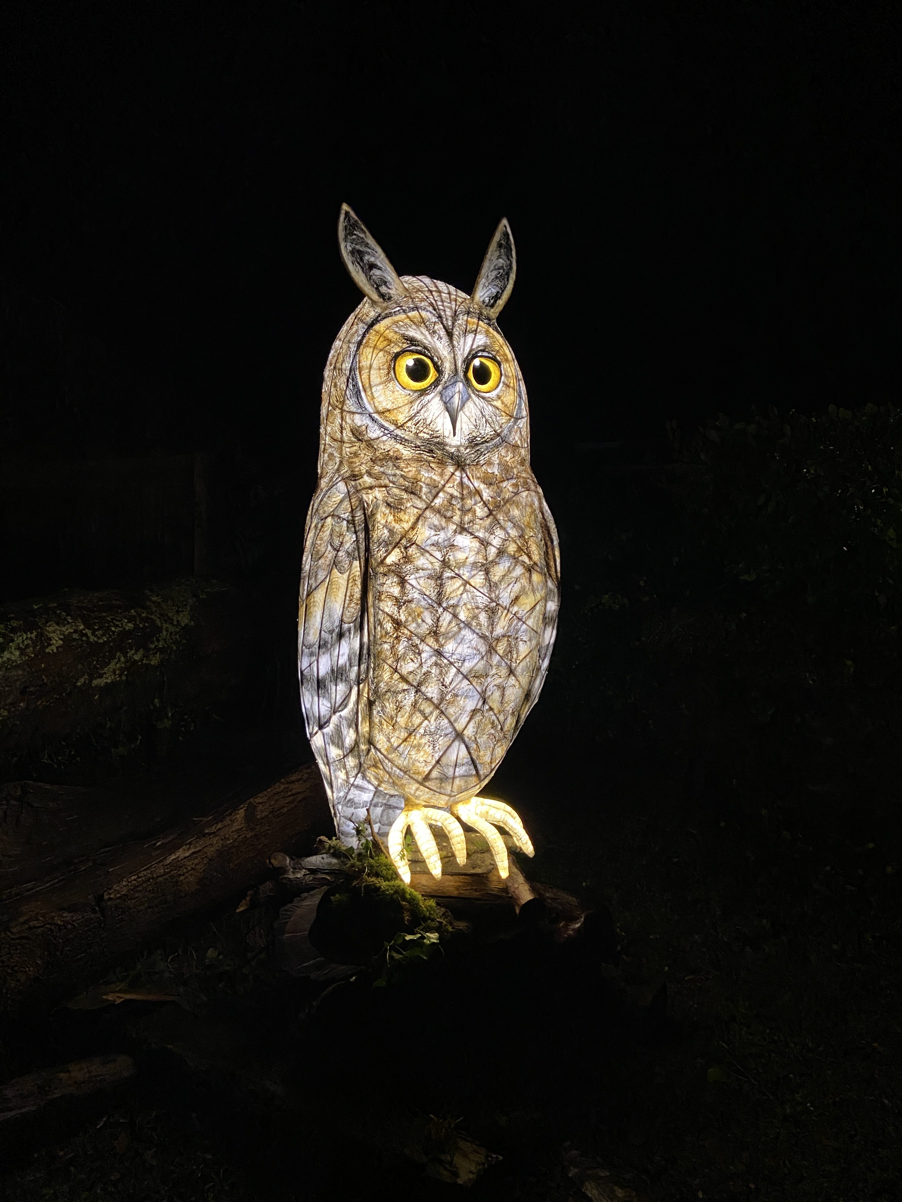 Heligan Night Garden Trail 2024