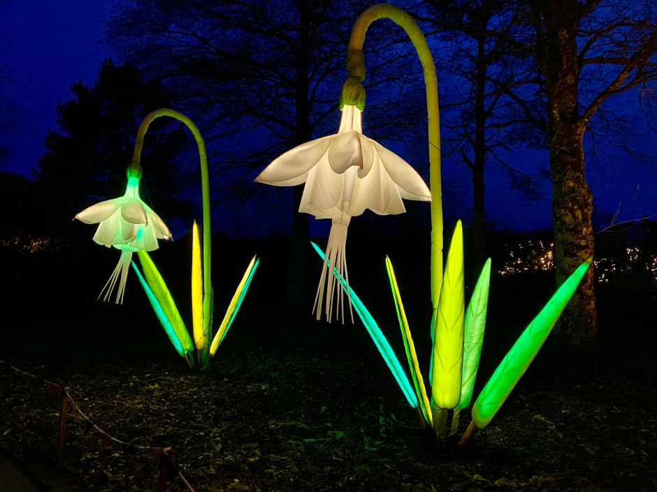 Heligan Night Garden Review 2024