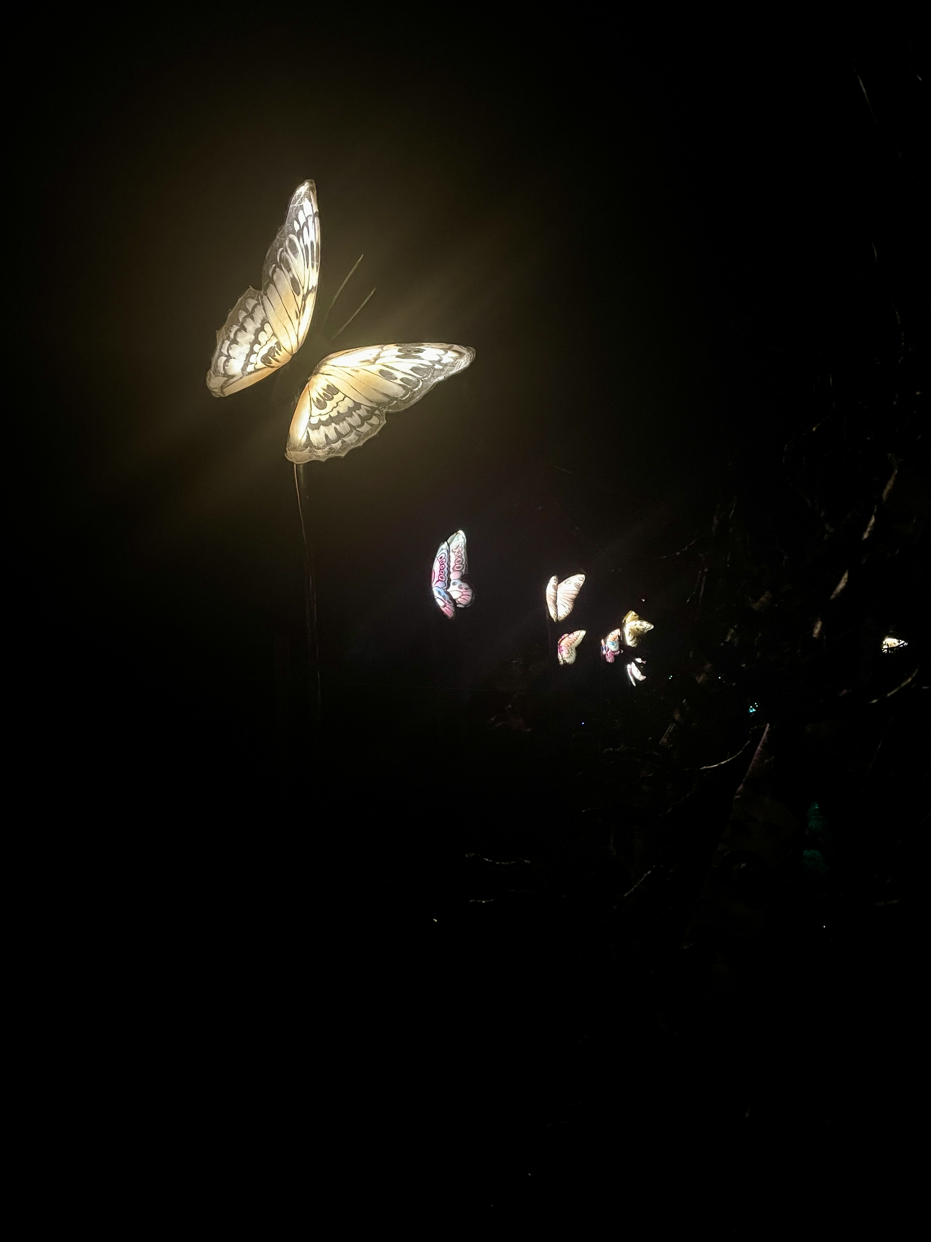 Butterfly lights at Heligan Night Garden 2024
