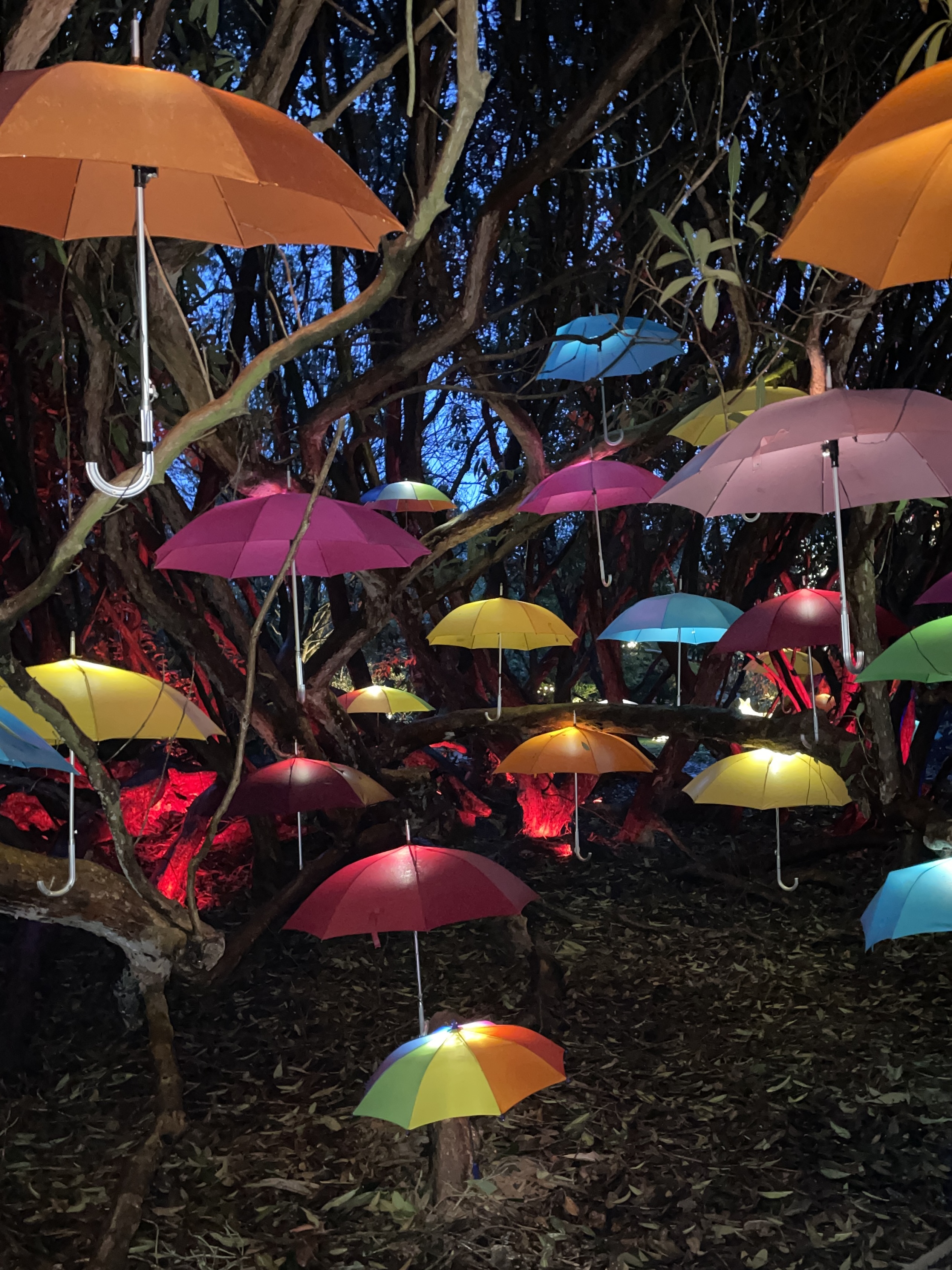 Heligan Night Garden Review 2024