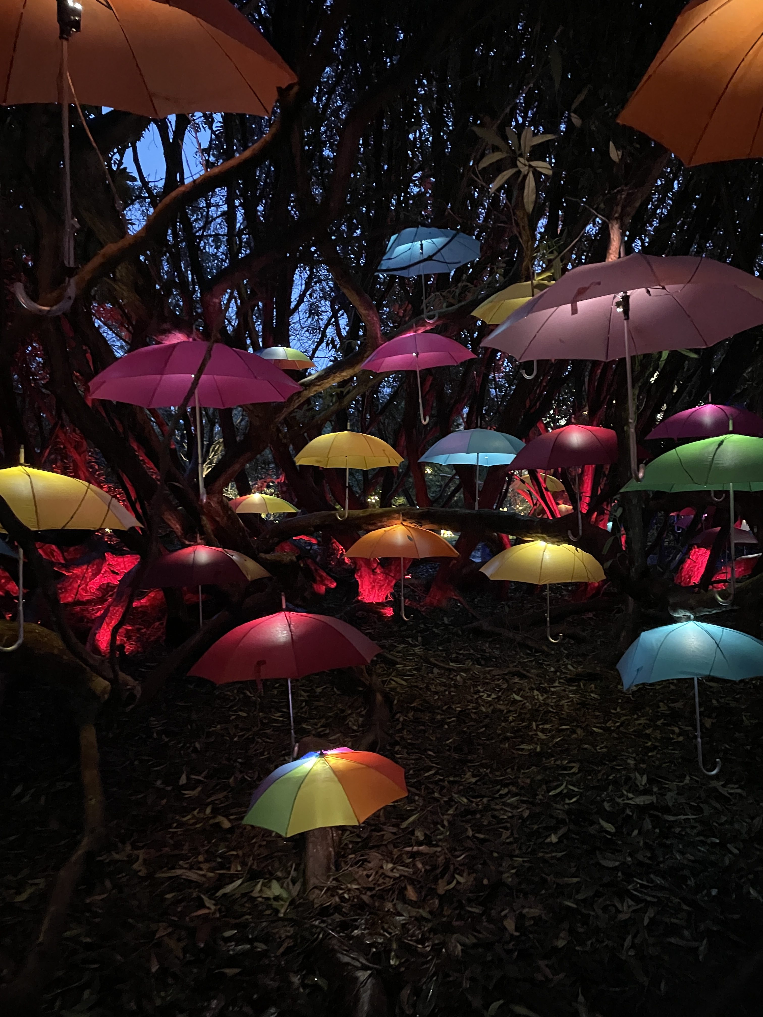 Colour changing lights at Heligan Night Garden 2024