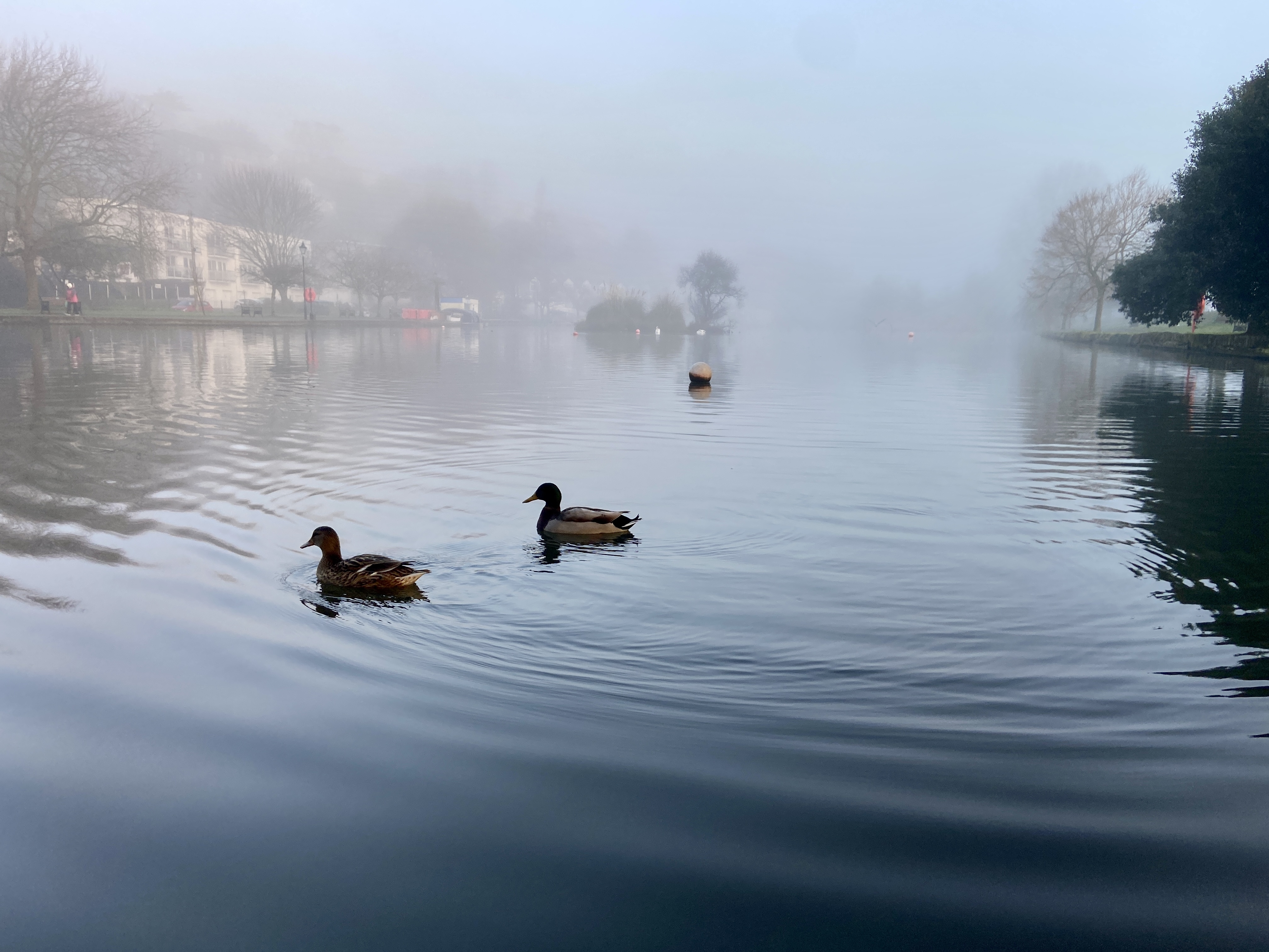 A foggy winter scene of ducks on Newquay Boating Lake in Trenance Gardens on a cold January morning