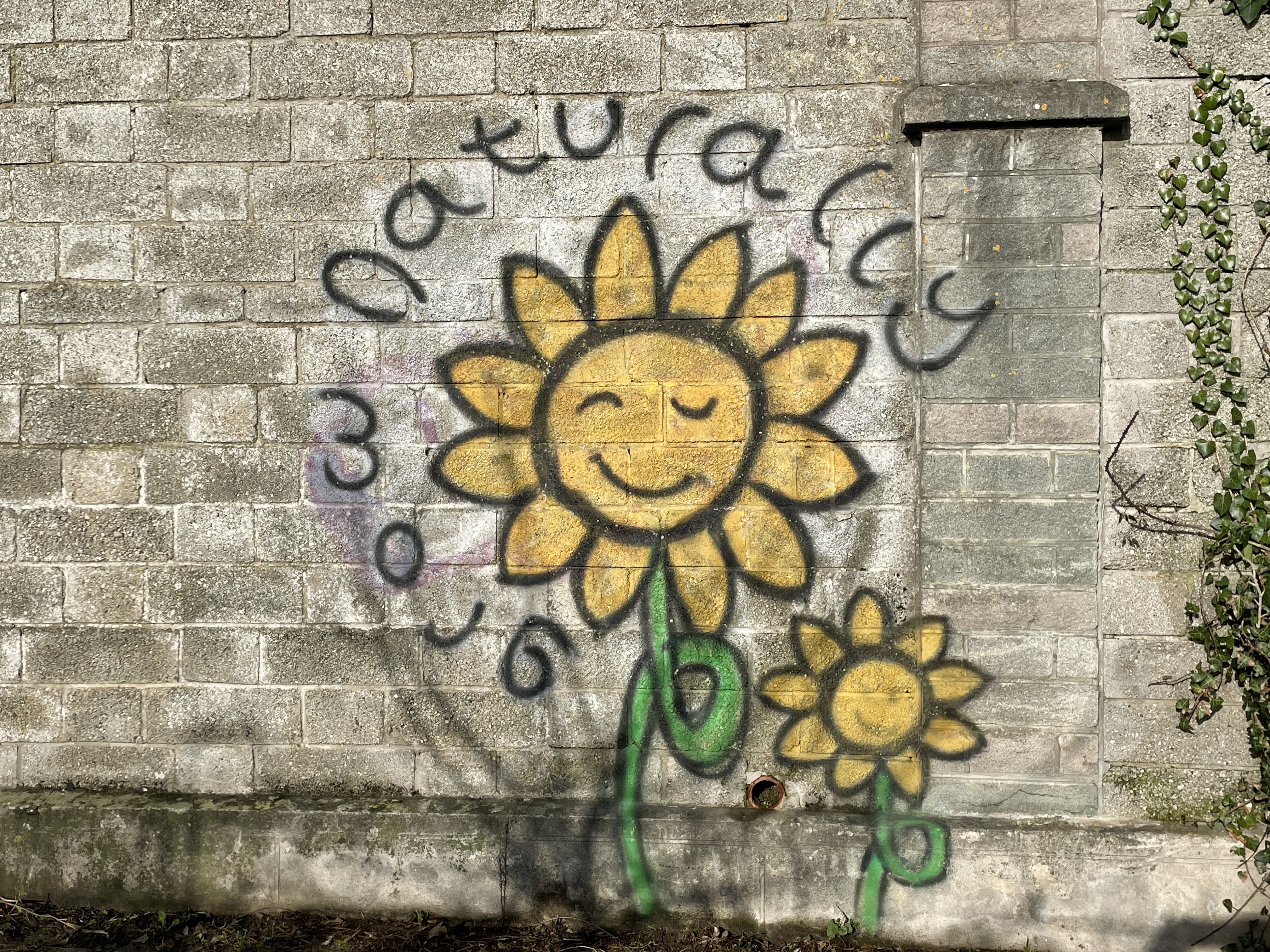 grow naturally sunflower street art newquay
