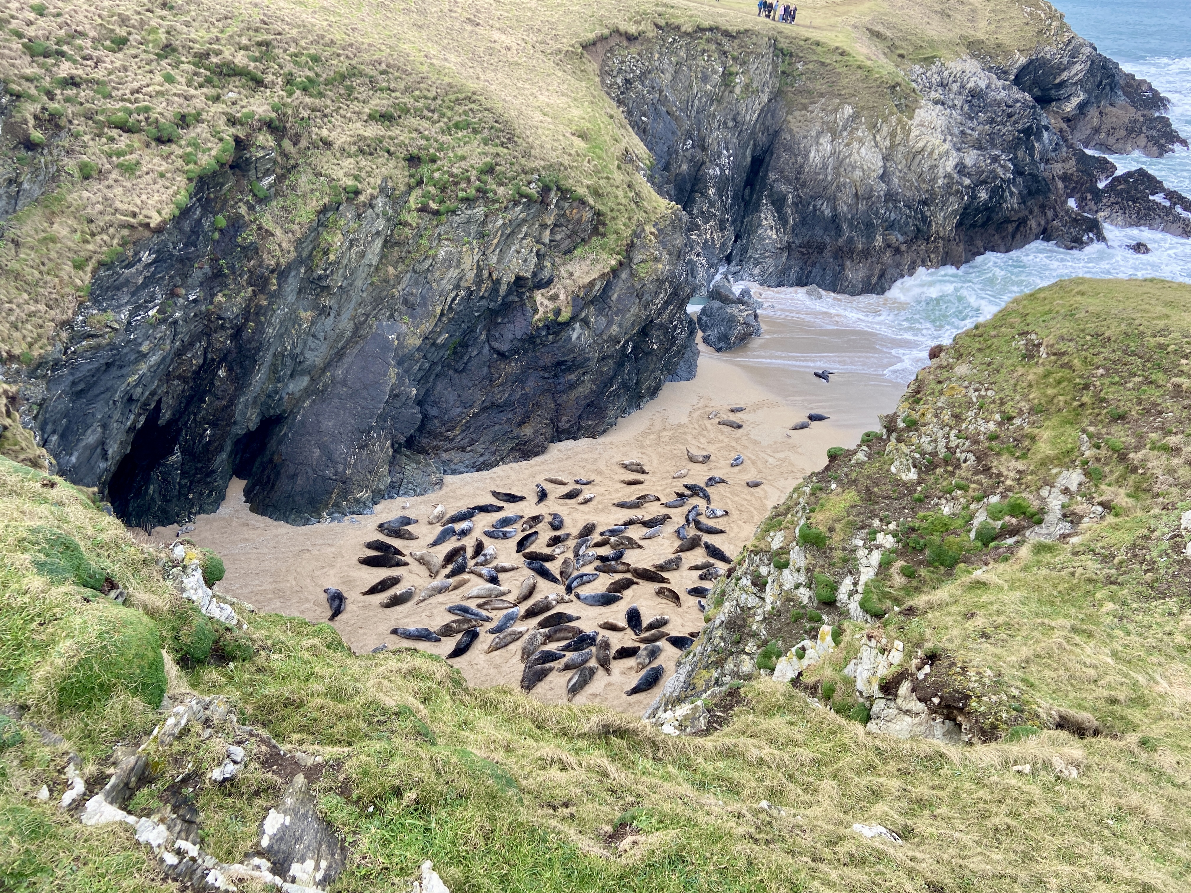 seal spotting porth joke january 2025 near newquay
