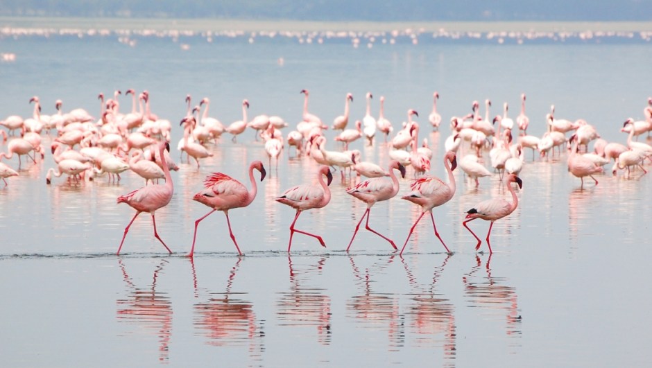 Lake Nakuru Flamingos