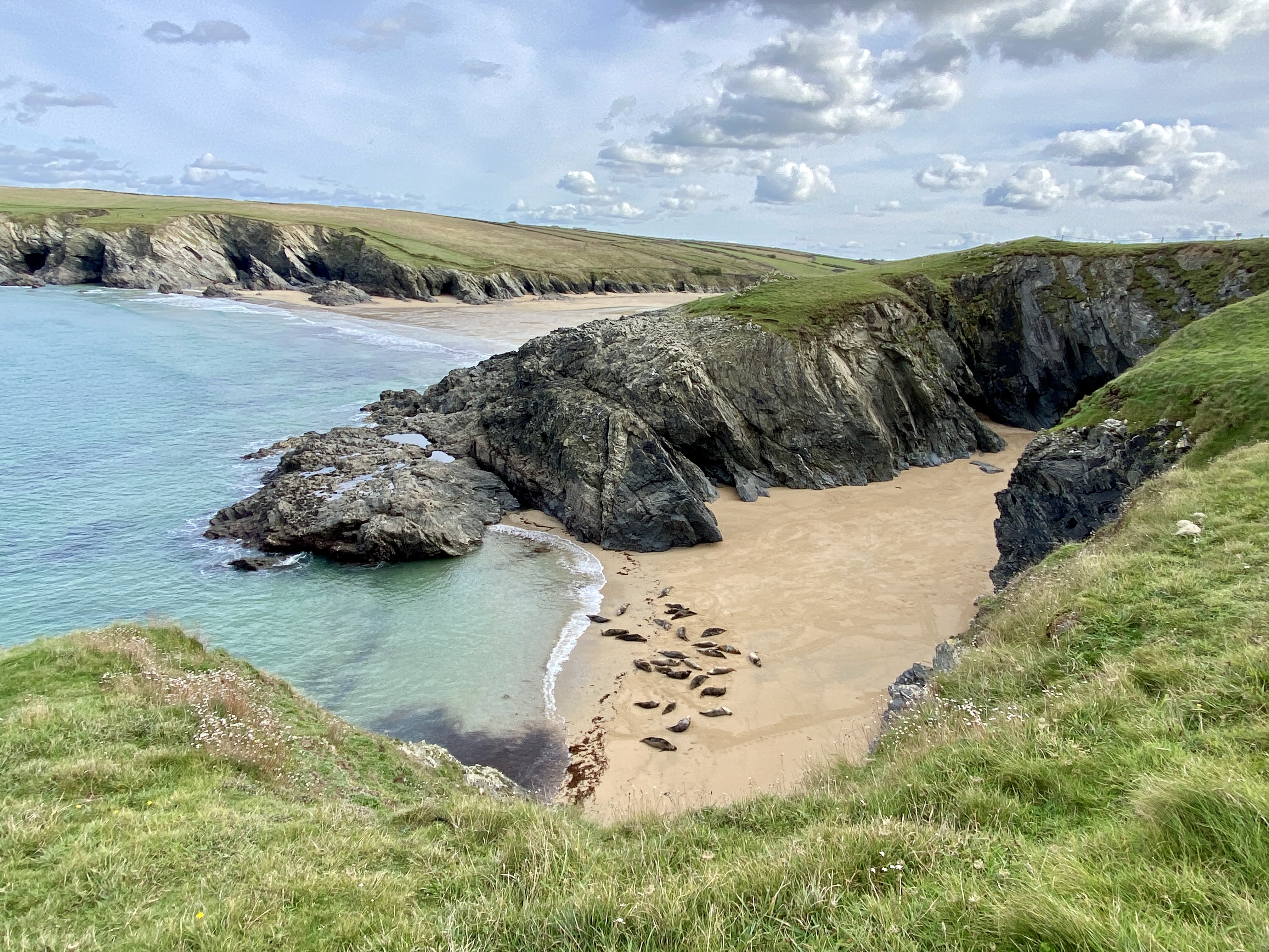 Seals at secluded cove next to Polly Joke near Newquay in October