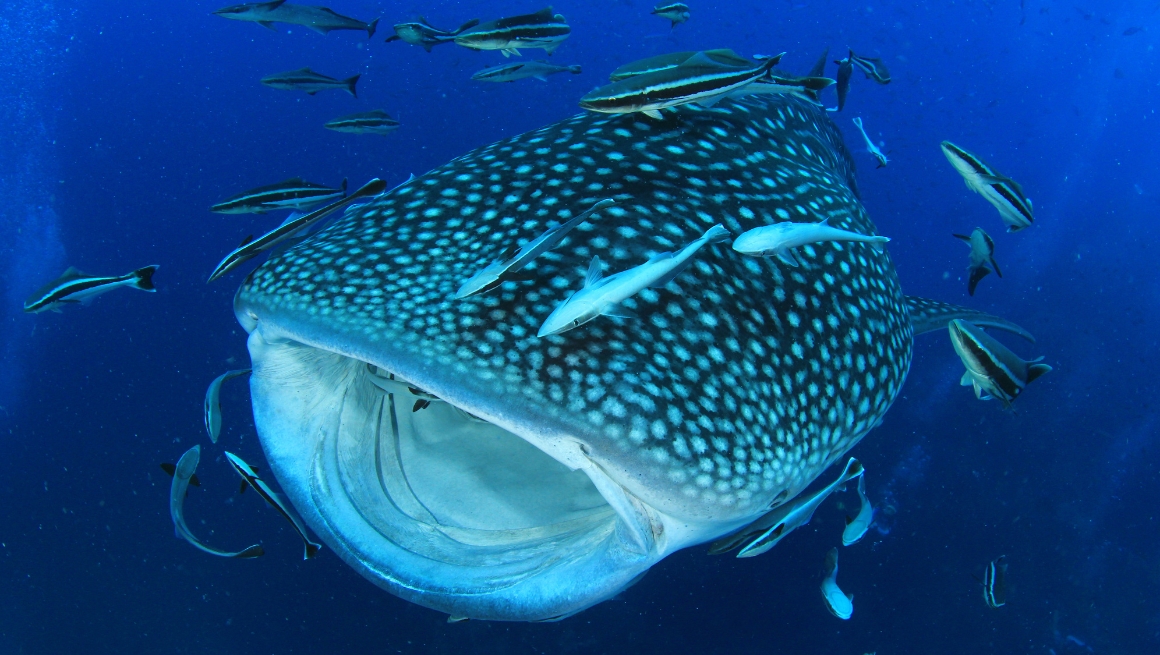 Whale shark